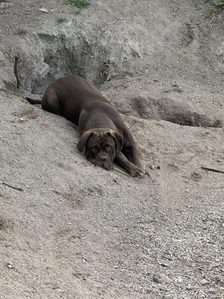 dog in dirt.jpg