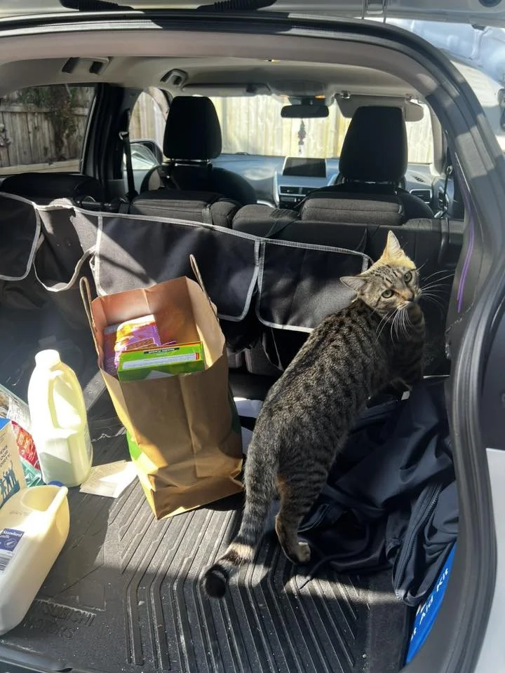 cat in boot.jpg
