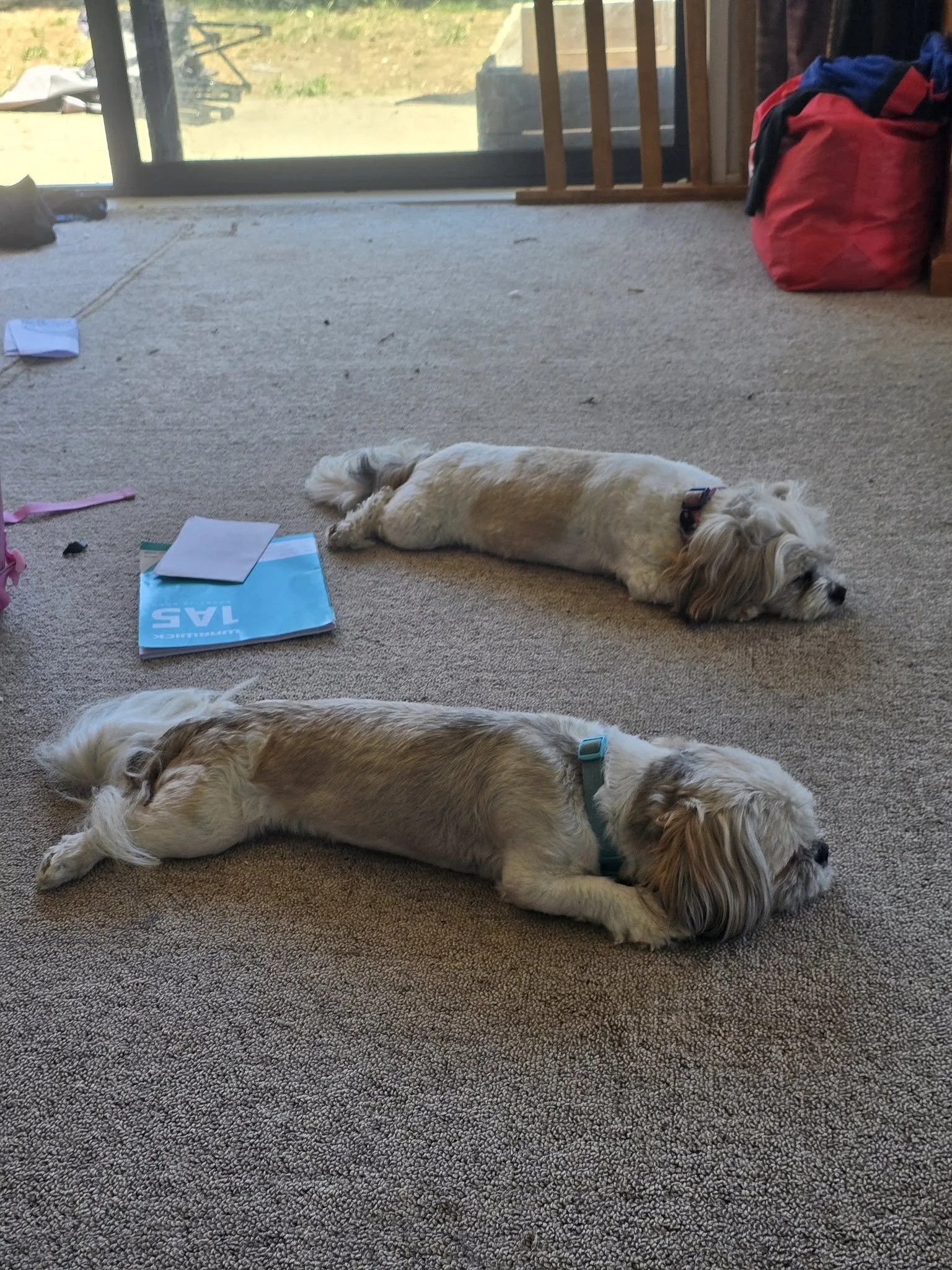 two hot dogs.jpg