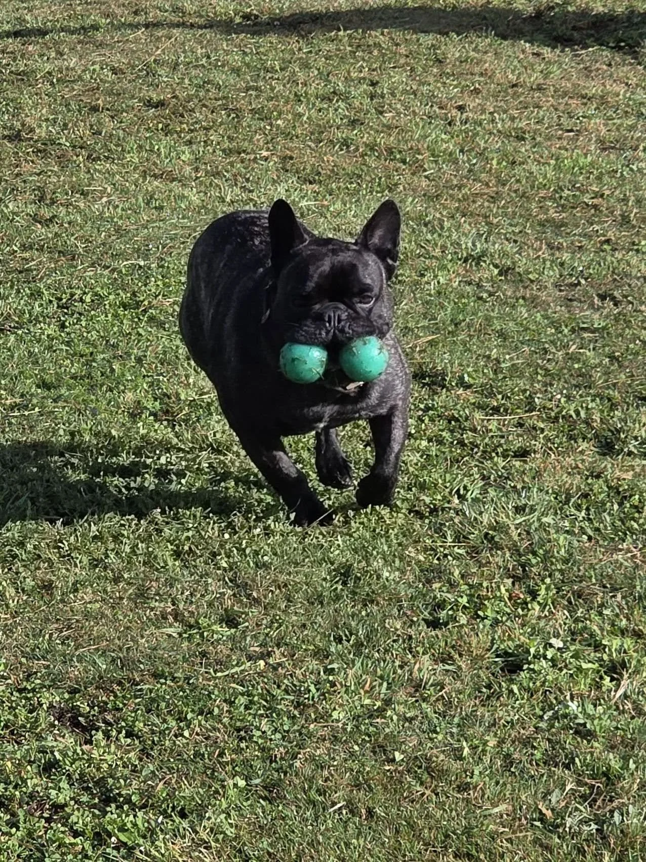 Dave the dog.jpg