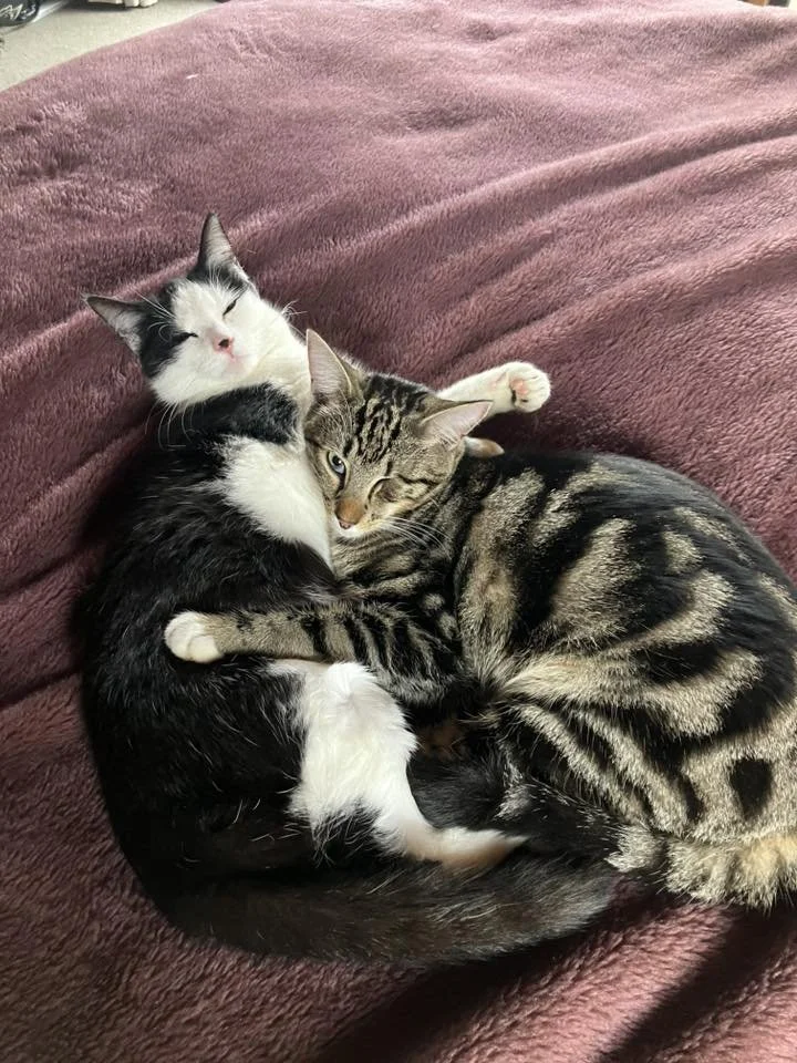 cuddle cats.jpg