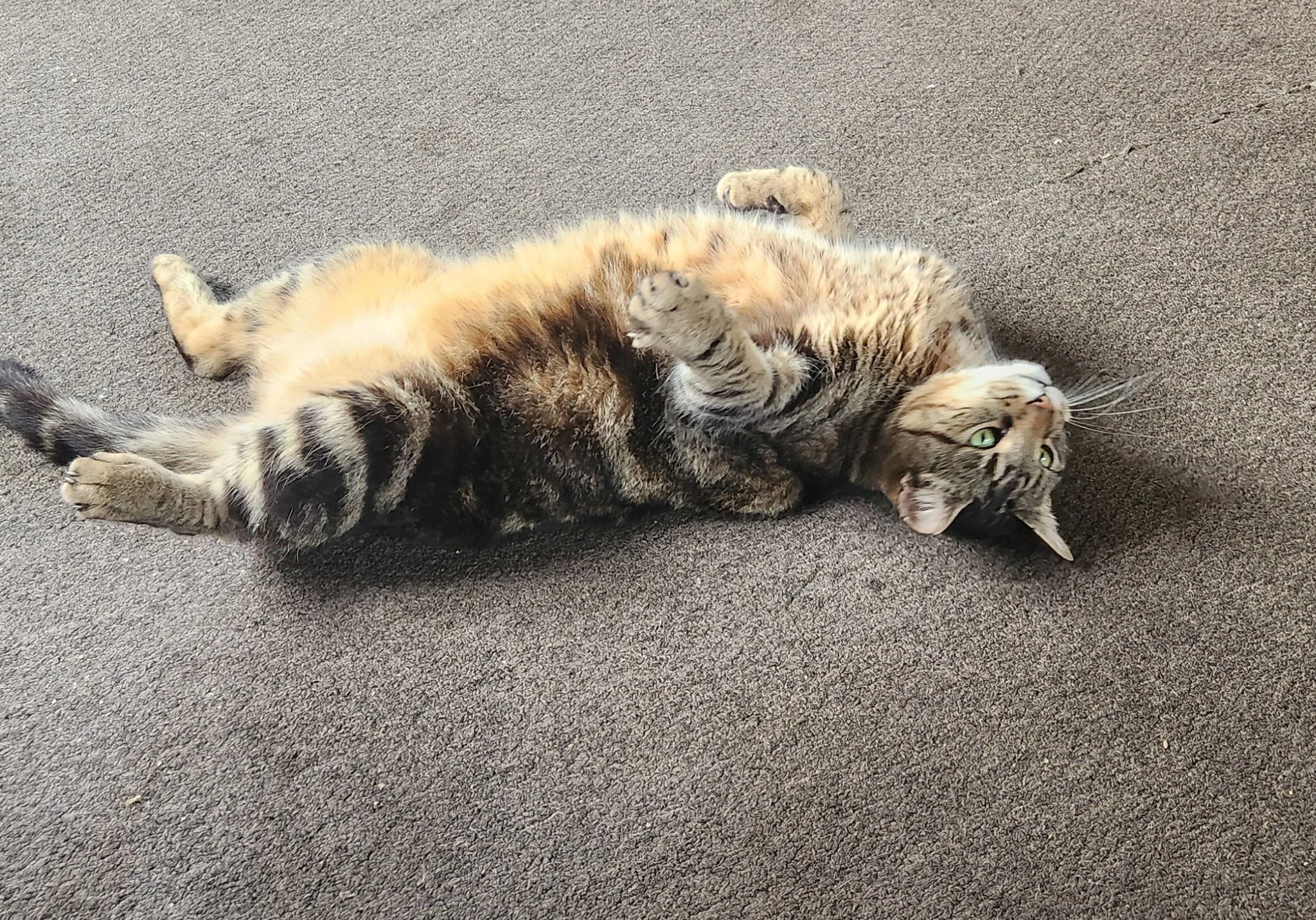 cat laying down.jpg