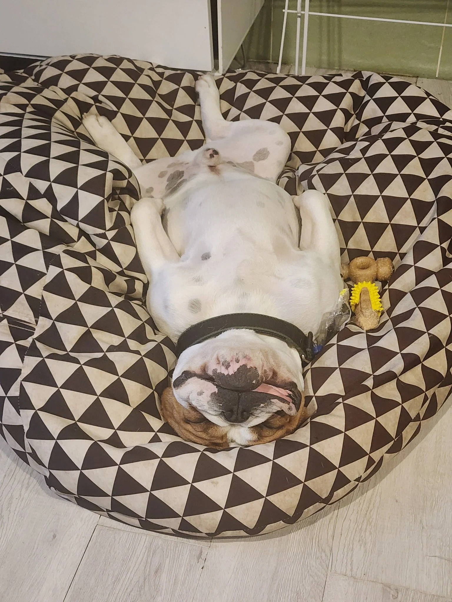 sleppy dog.jpg