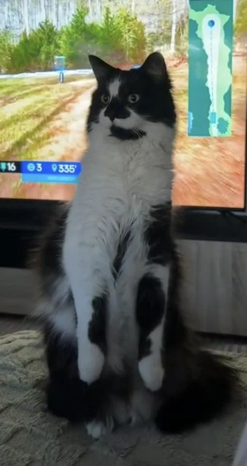 black n white cat standing.jpg