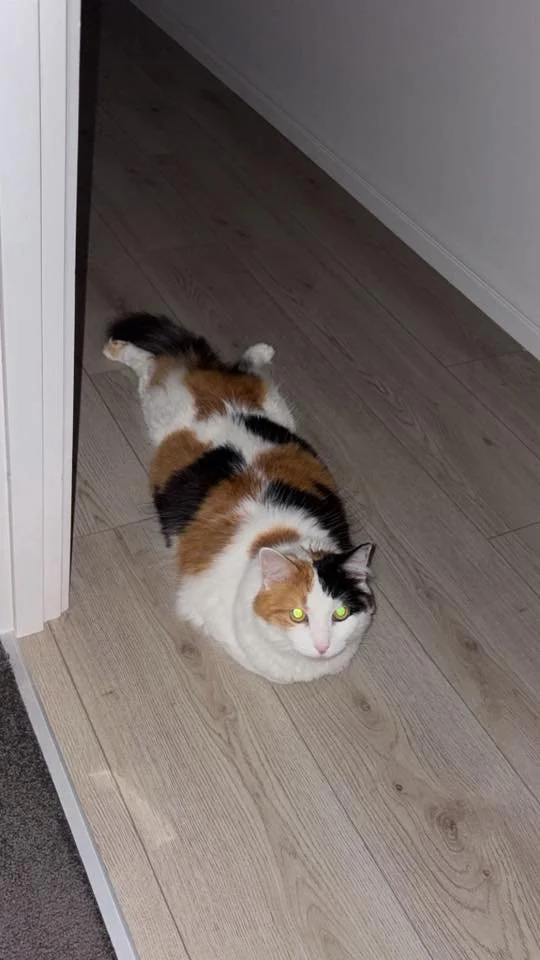 cat legs out.jpg
