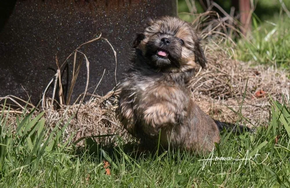 fluffy puppy.jpg