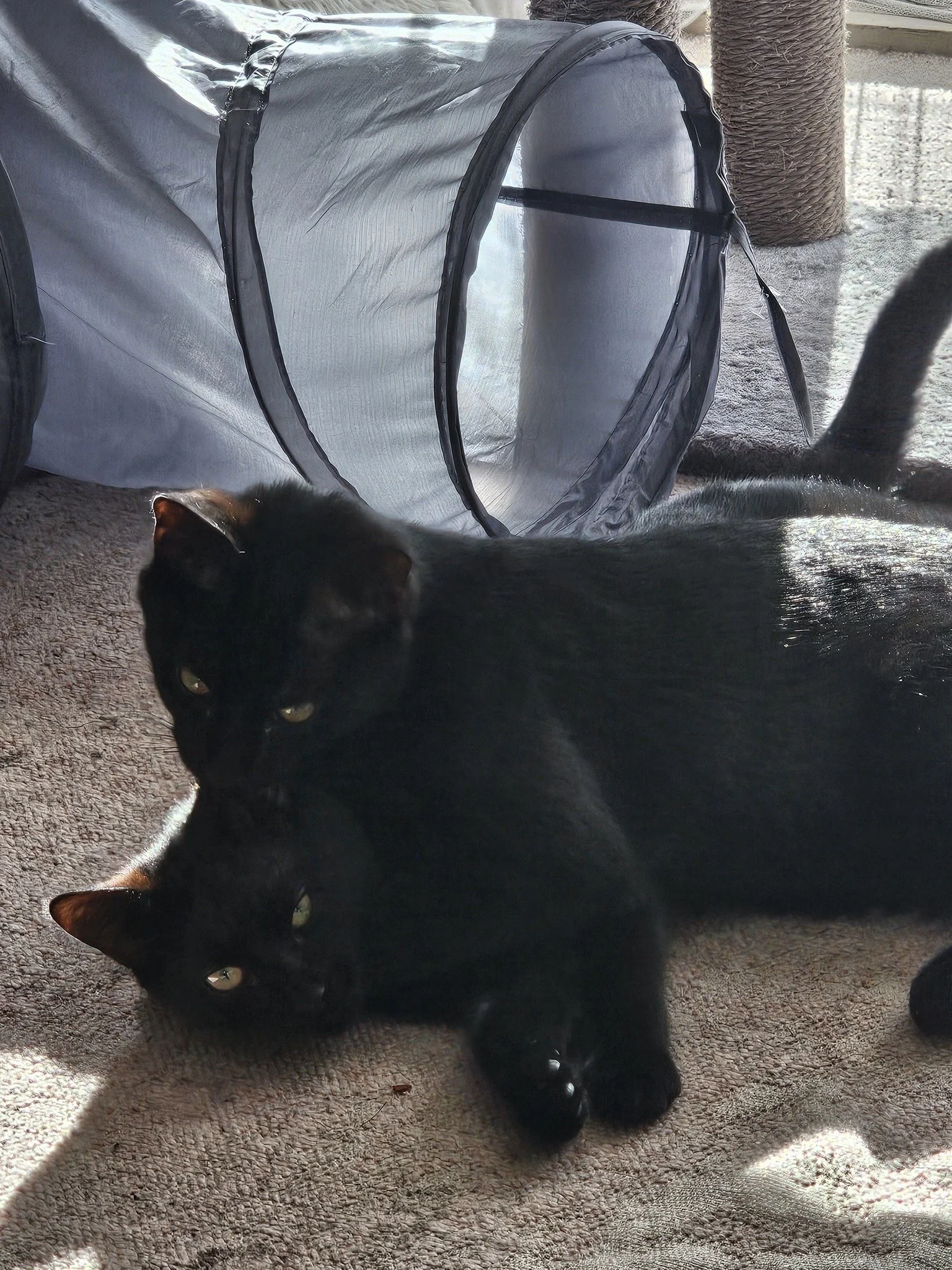 two black cats.jpg