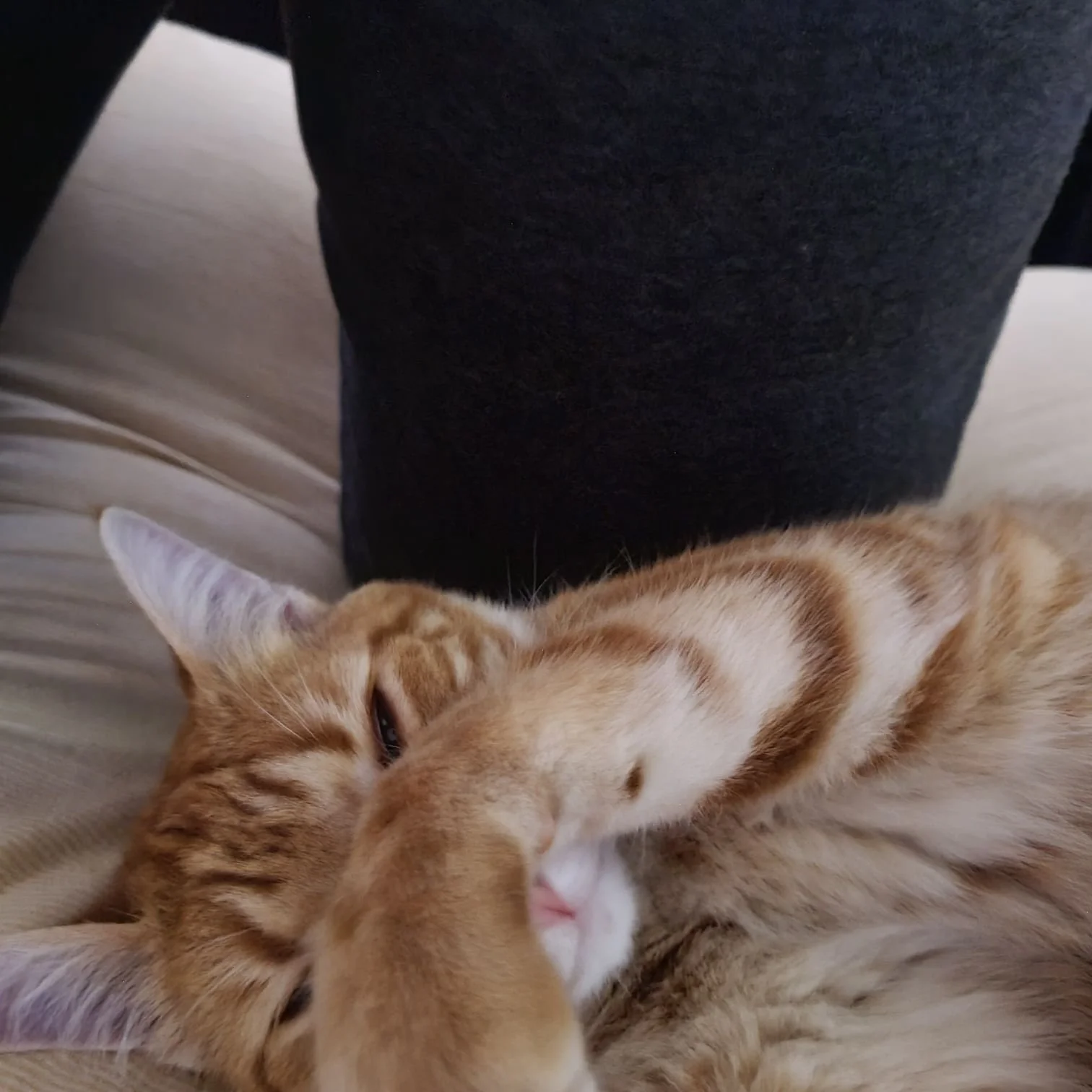 cat nose.jpg