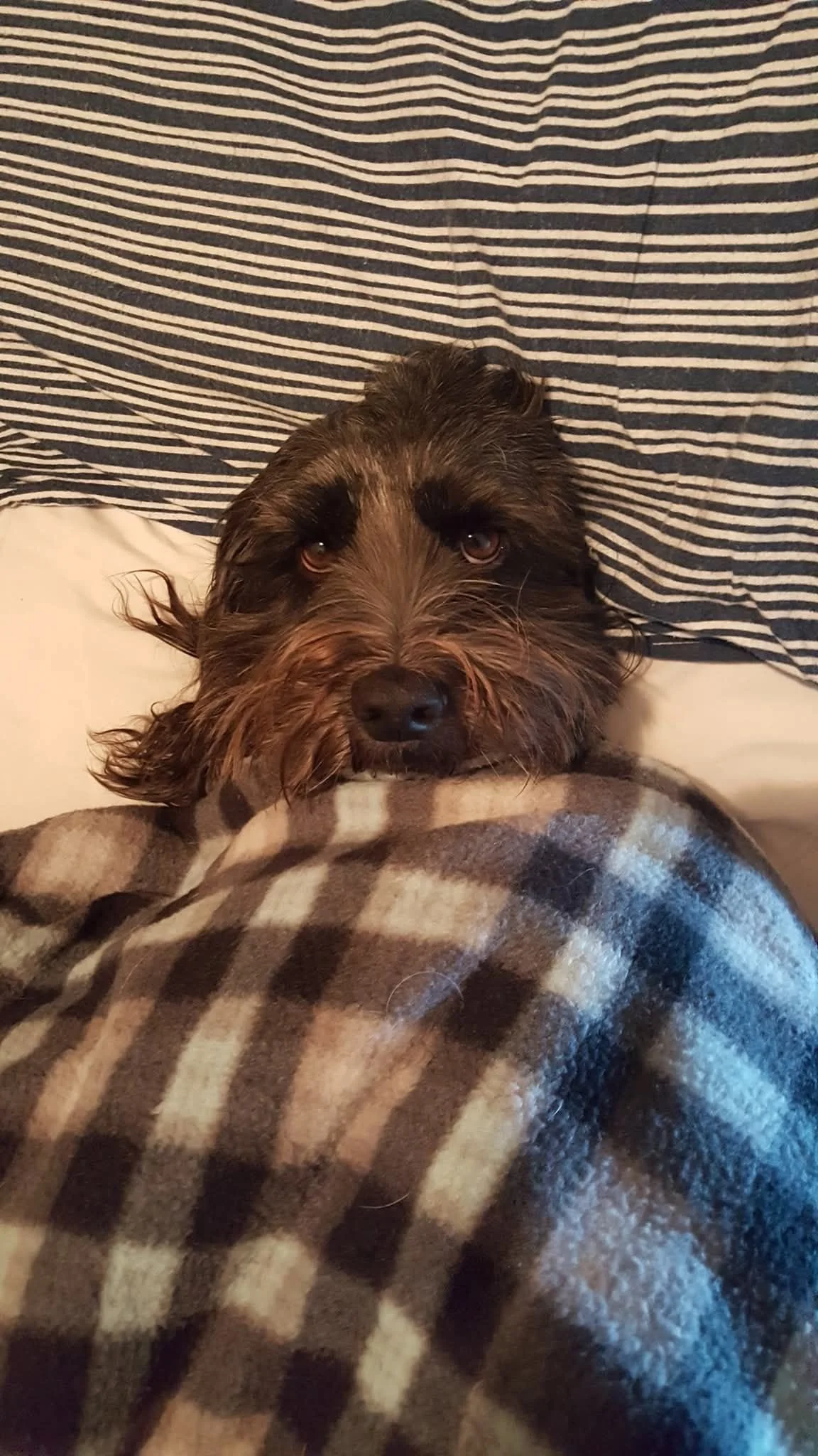 dog in blanket.jpg
