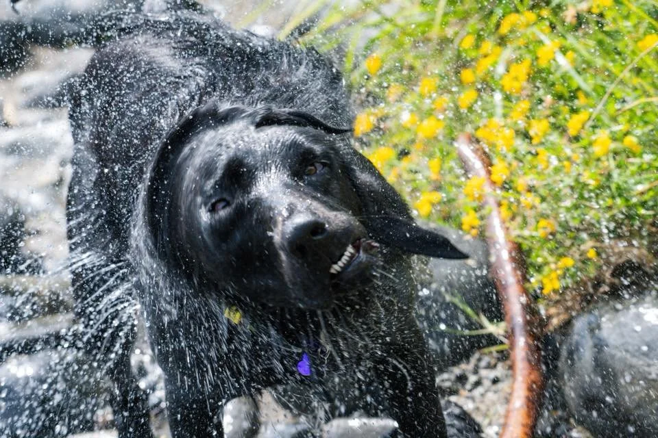 dog shaking water.jpg