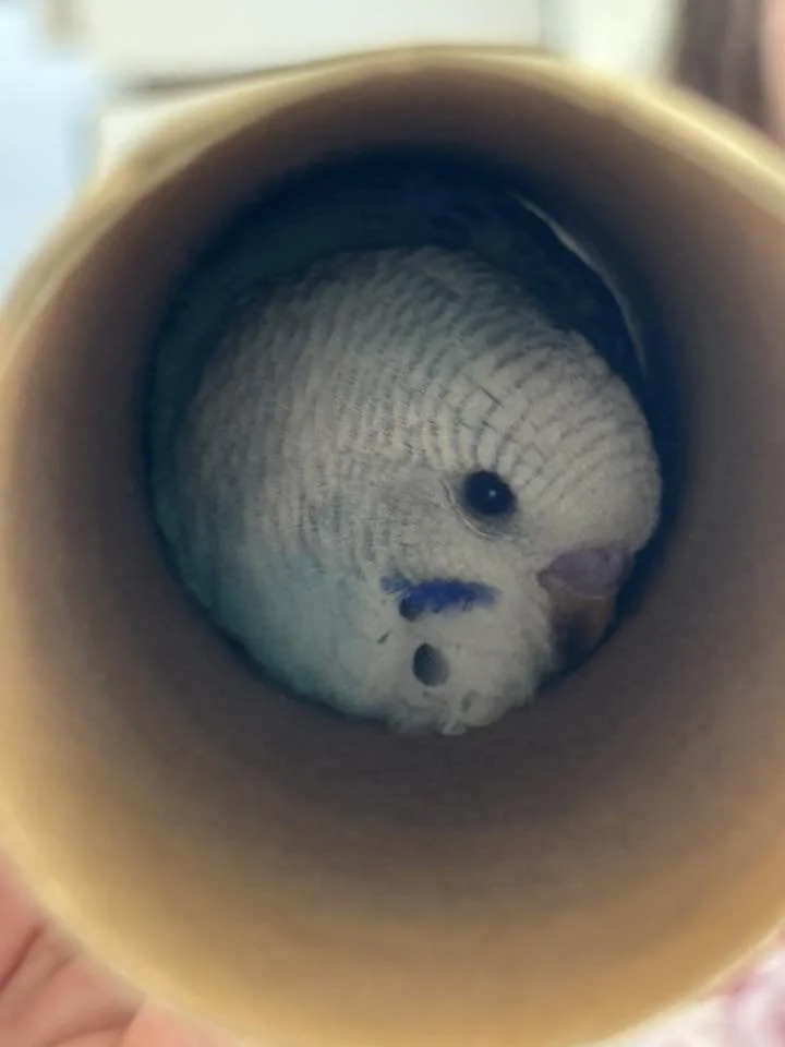 bird.jpg