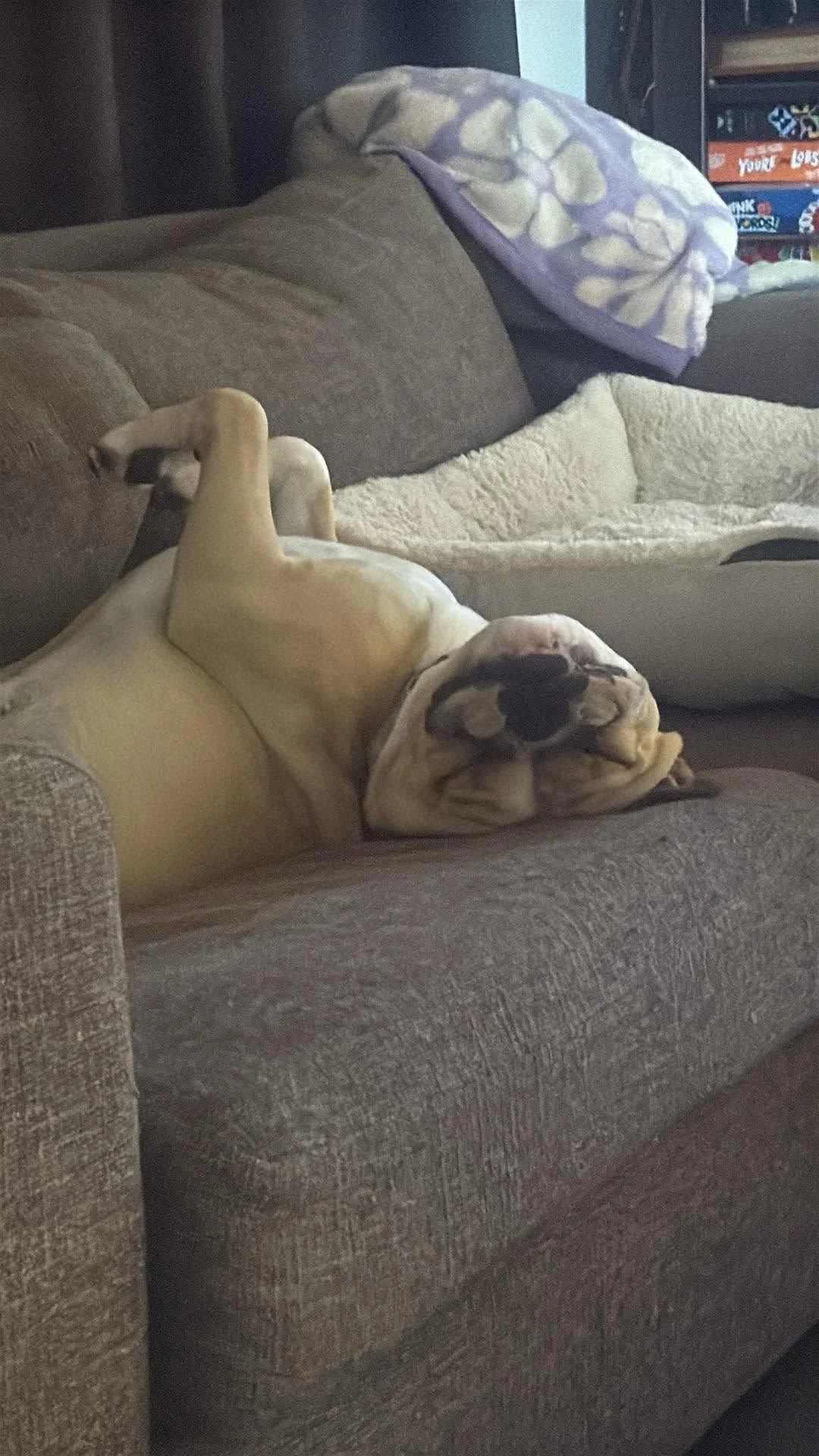 dog on sofa.jpg