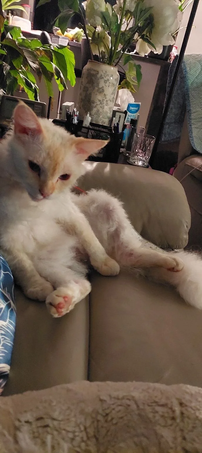 cat on sofa.jpg