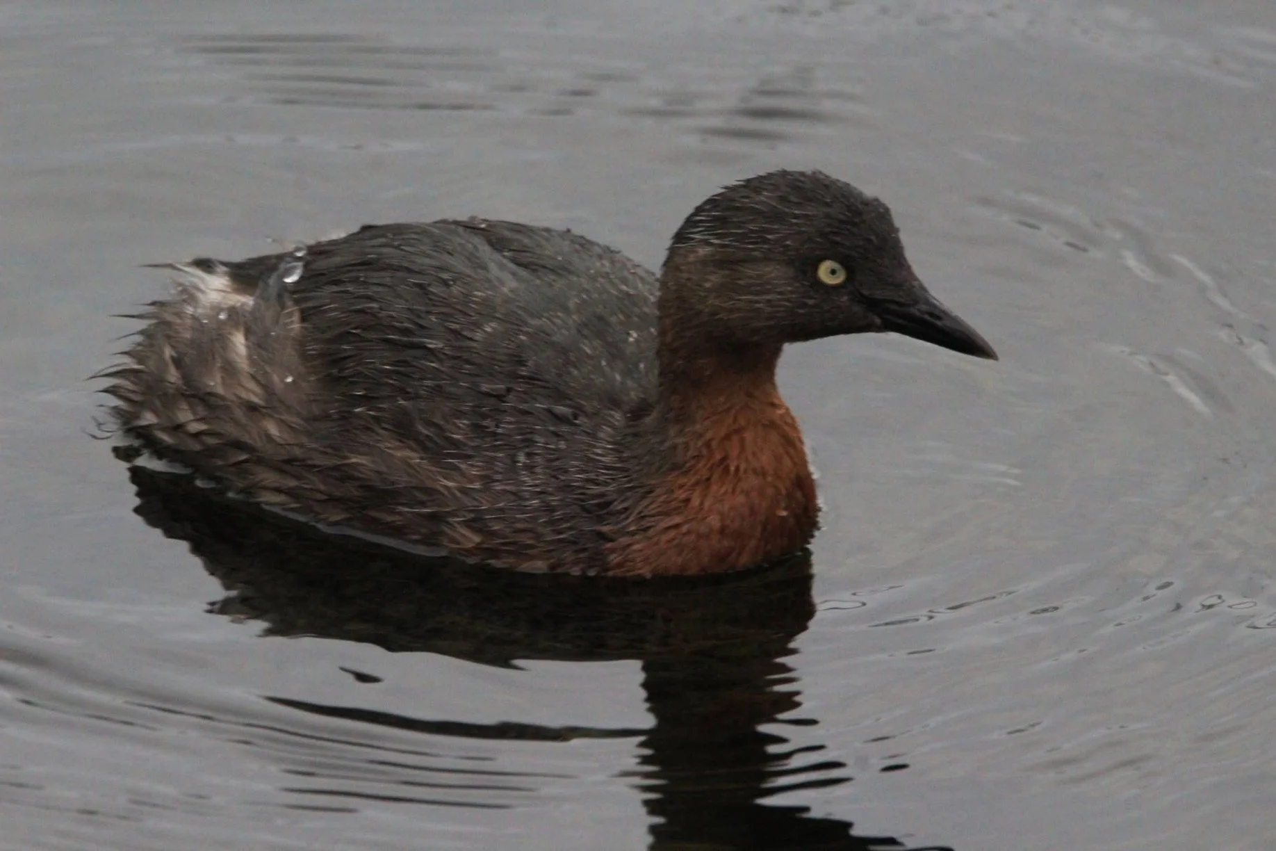 Bird of the week
