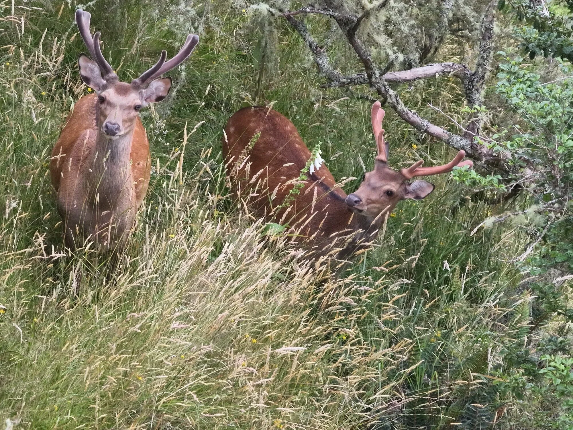 Sika move could boost tourism