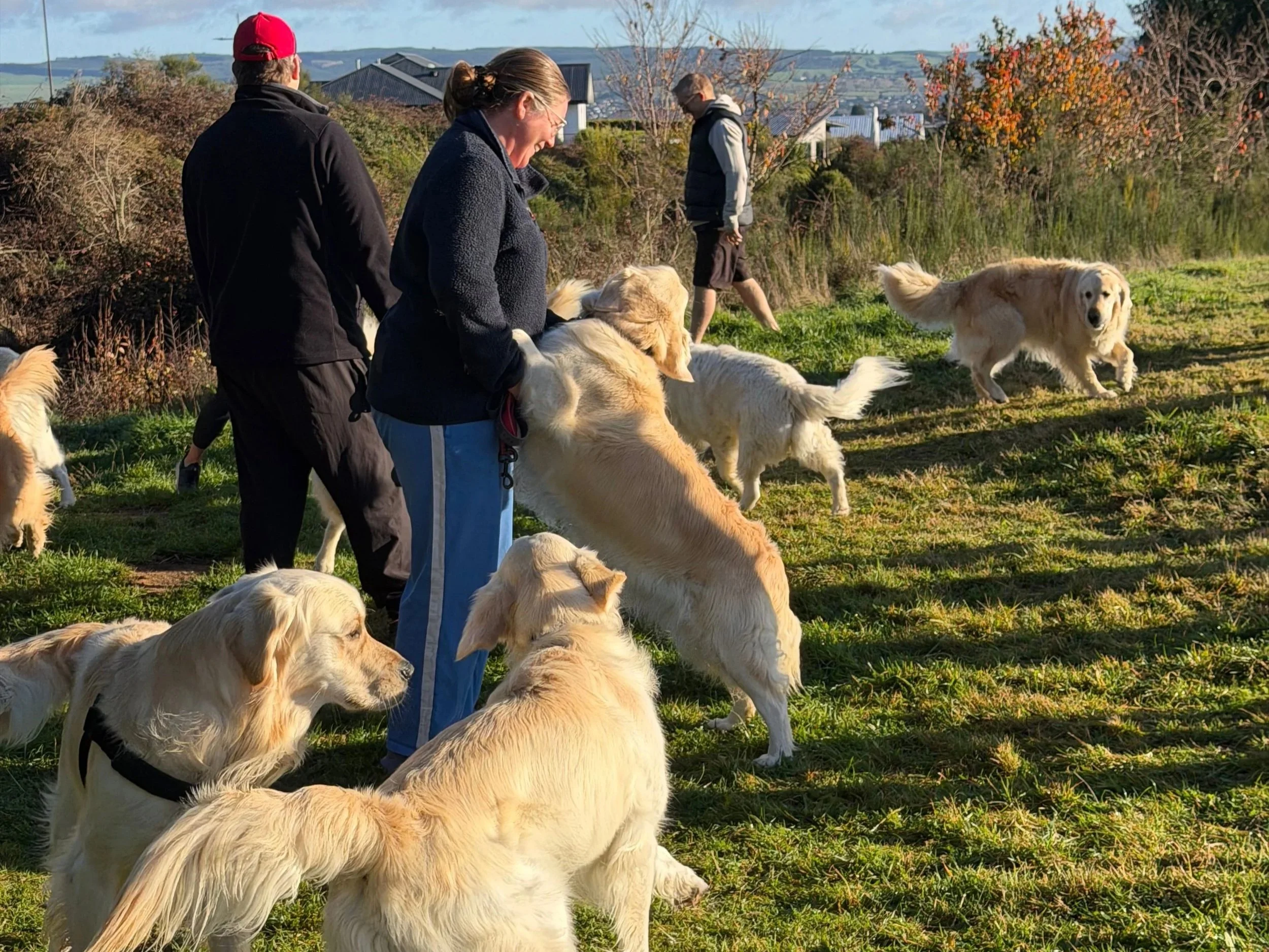 Golden retrievers’ day in the sun&nbsp;&nbsp;