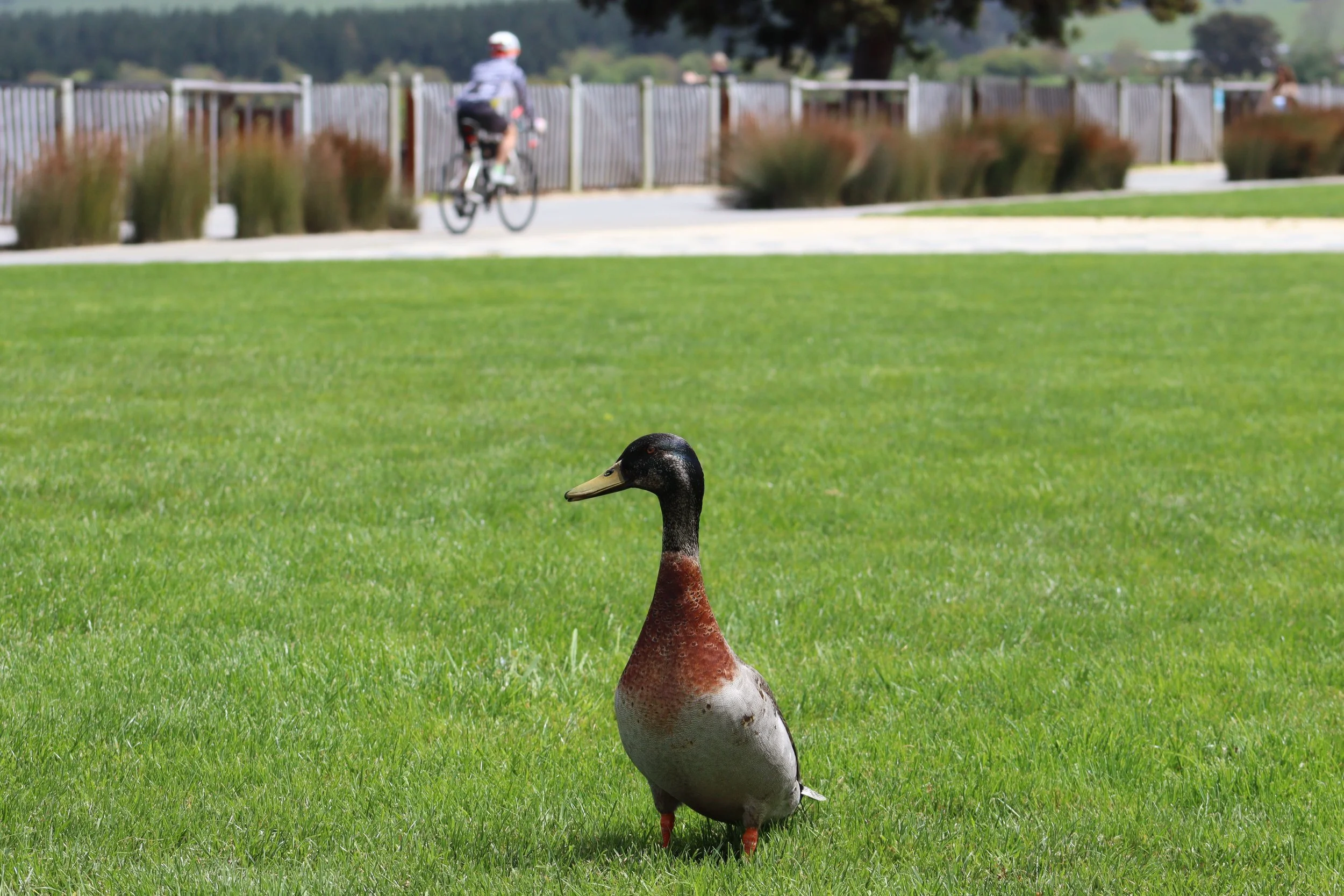 What happens in the park