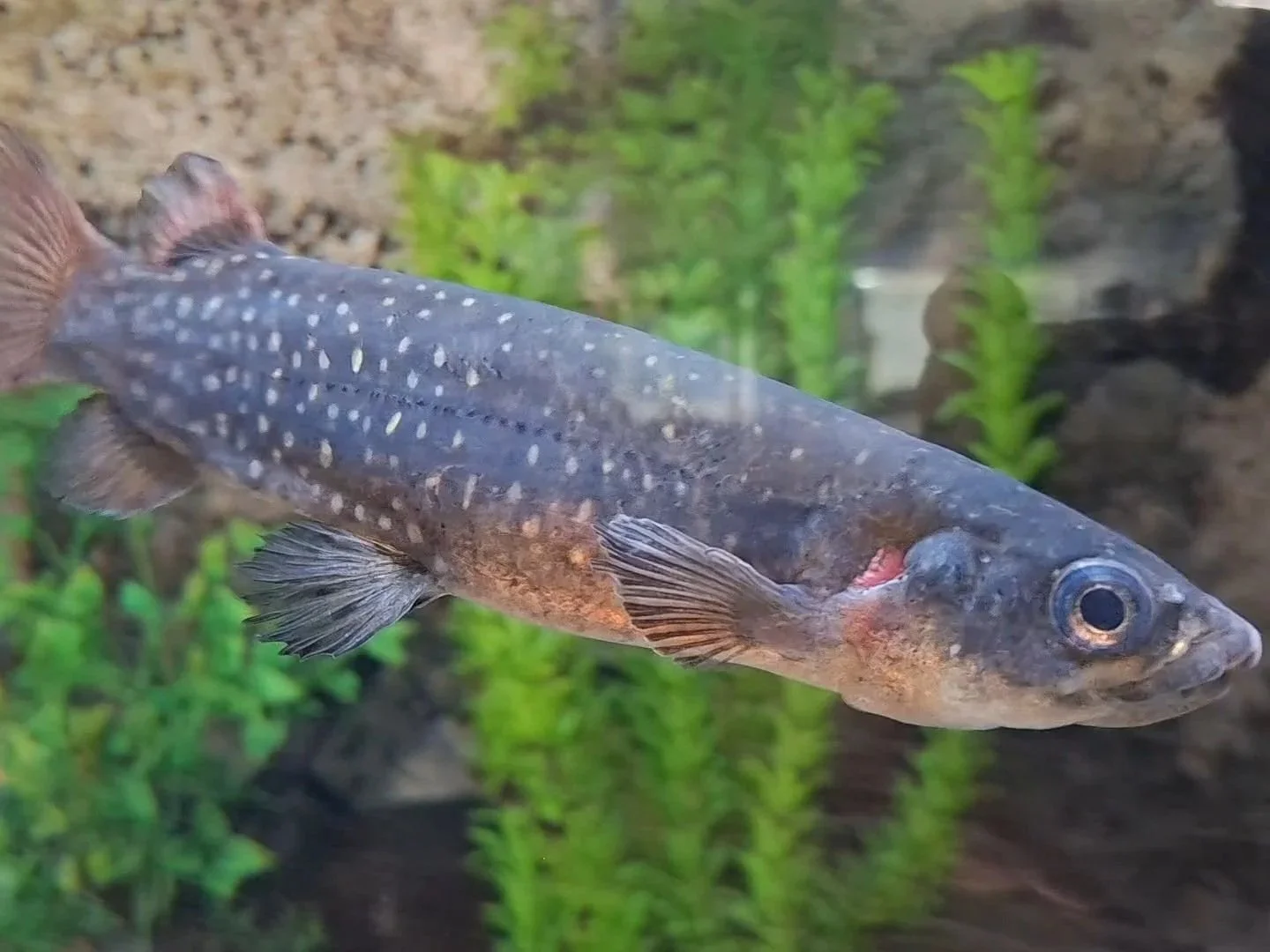 Trout Centre fights to stay afloat