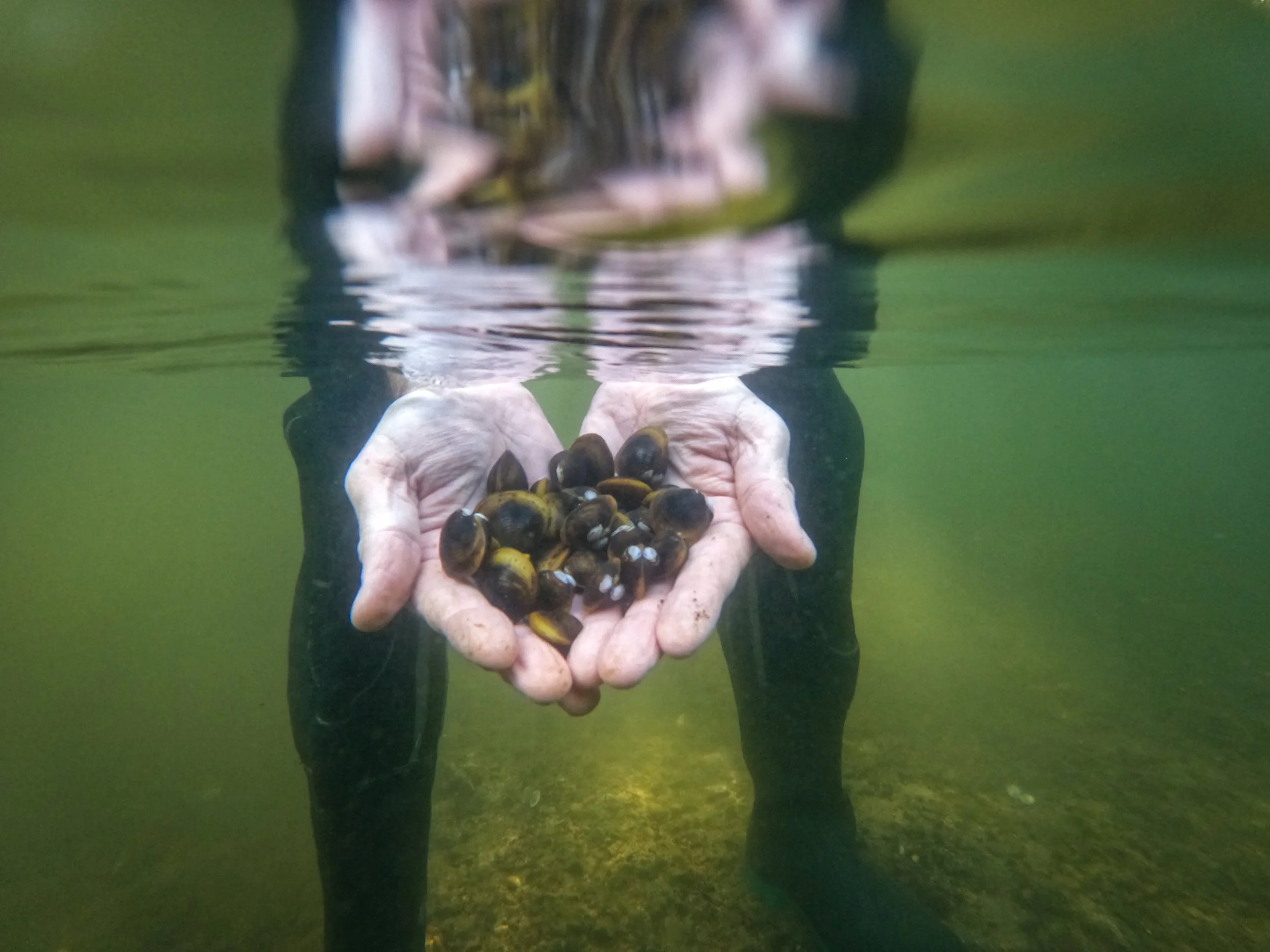 Clam clan ready to repopulate