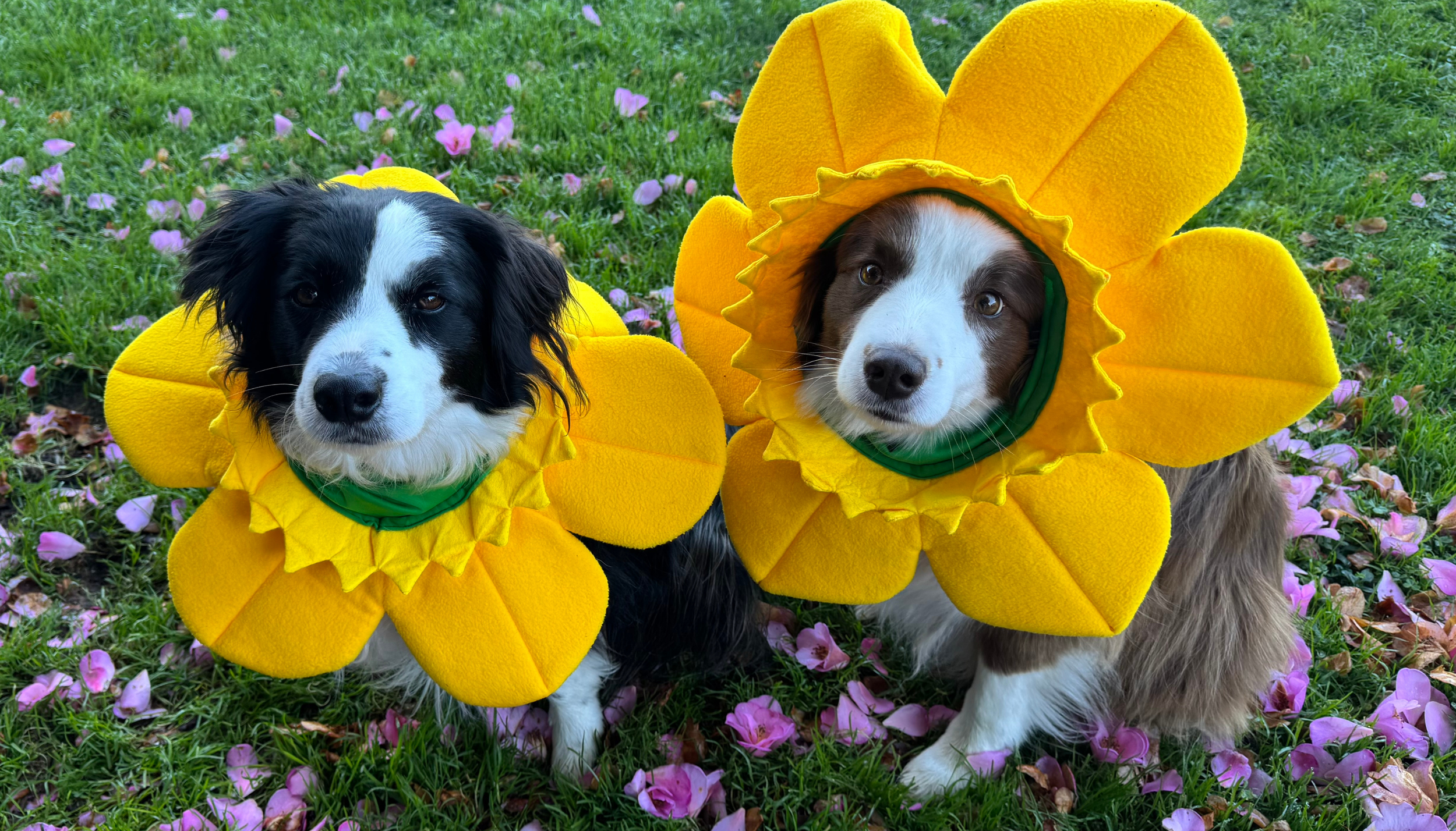 A reason behind every daffodil