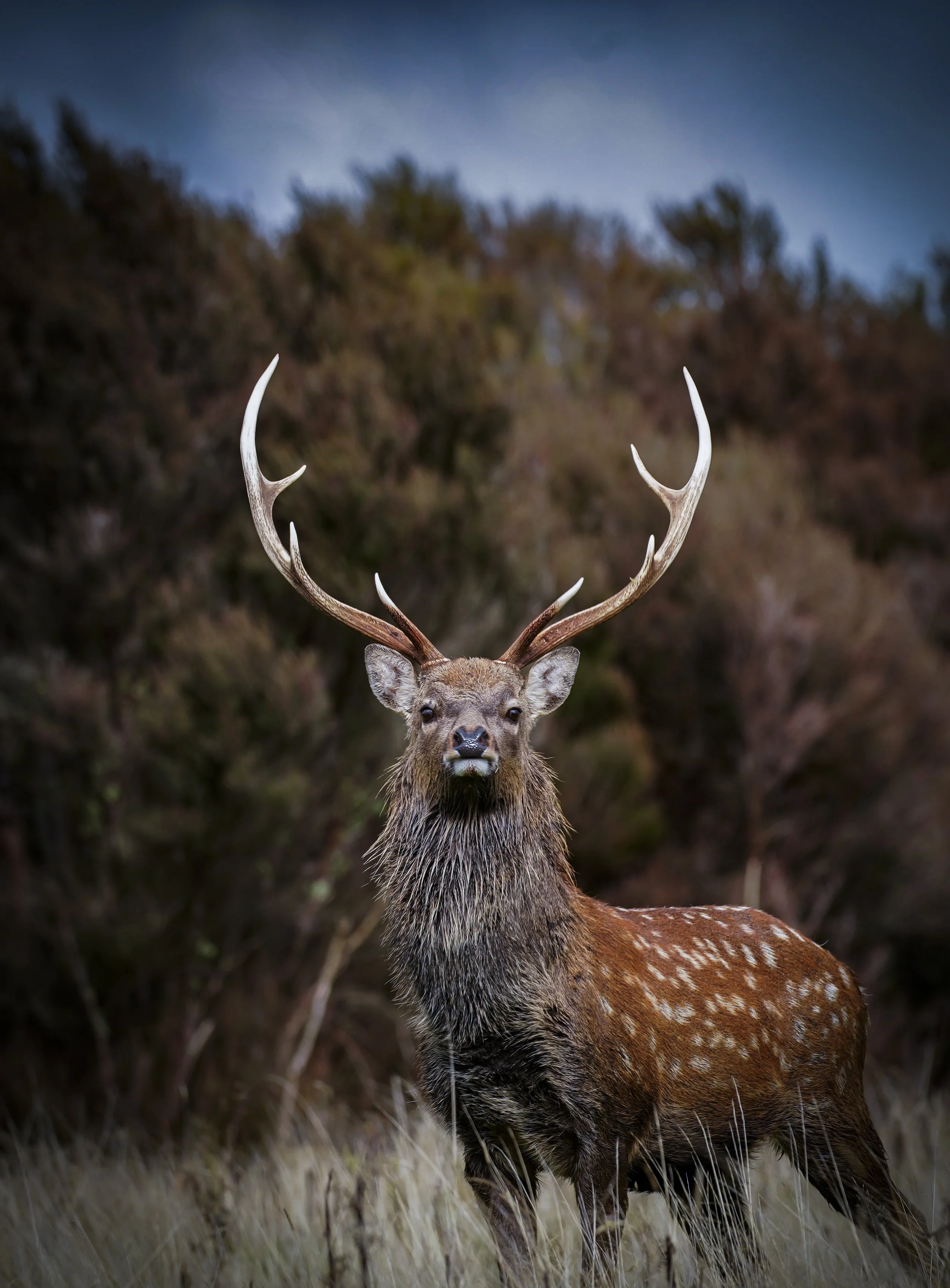 Call of the wild is strong