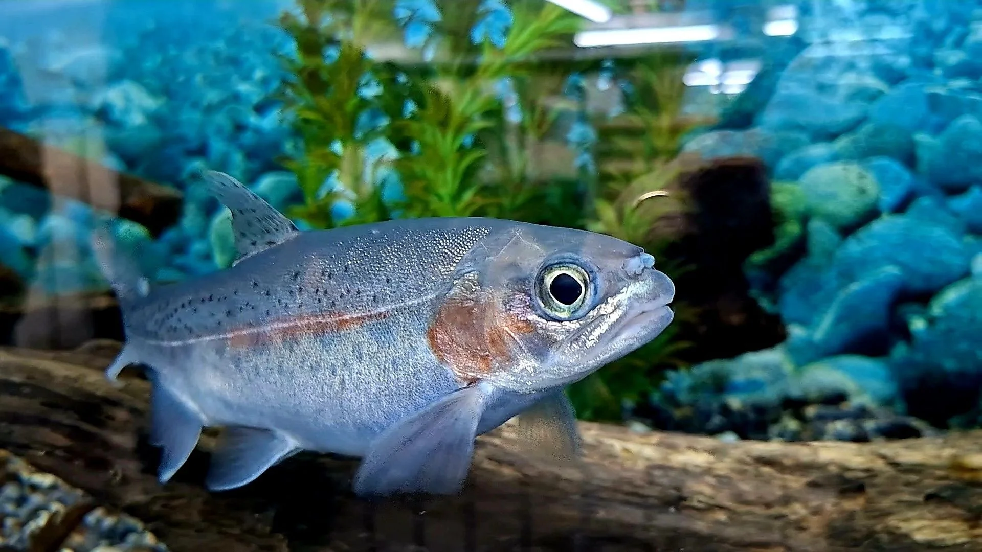 Trout centre fights to stay afloat