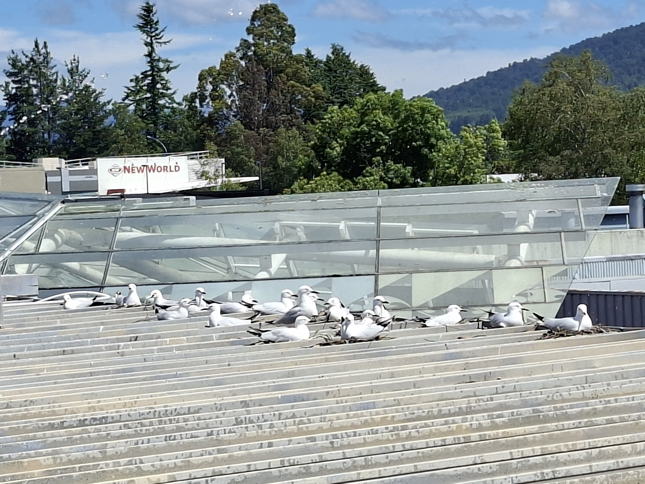 Tūrangi spared rooftop mayhem&nbsp;