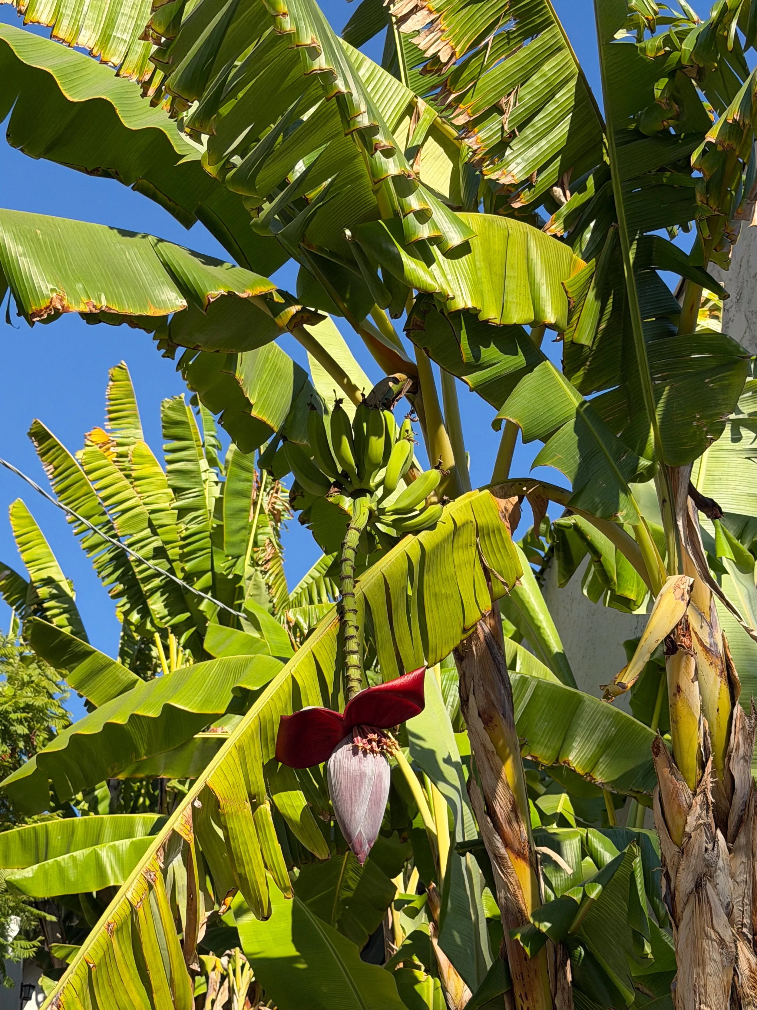 Banana plants with broad green leaves, a bunch of unripe bananas, and a hanging banana blossom against a blue sky