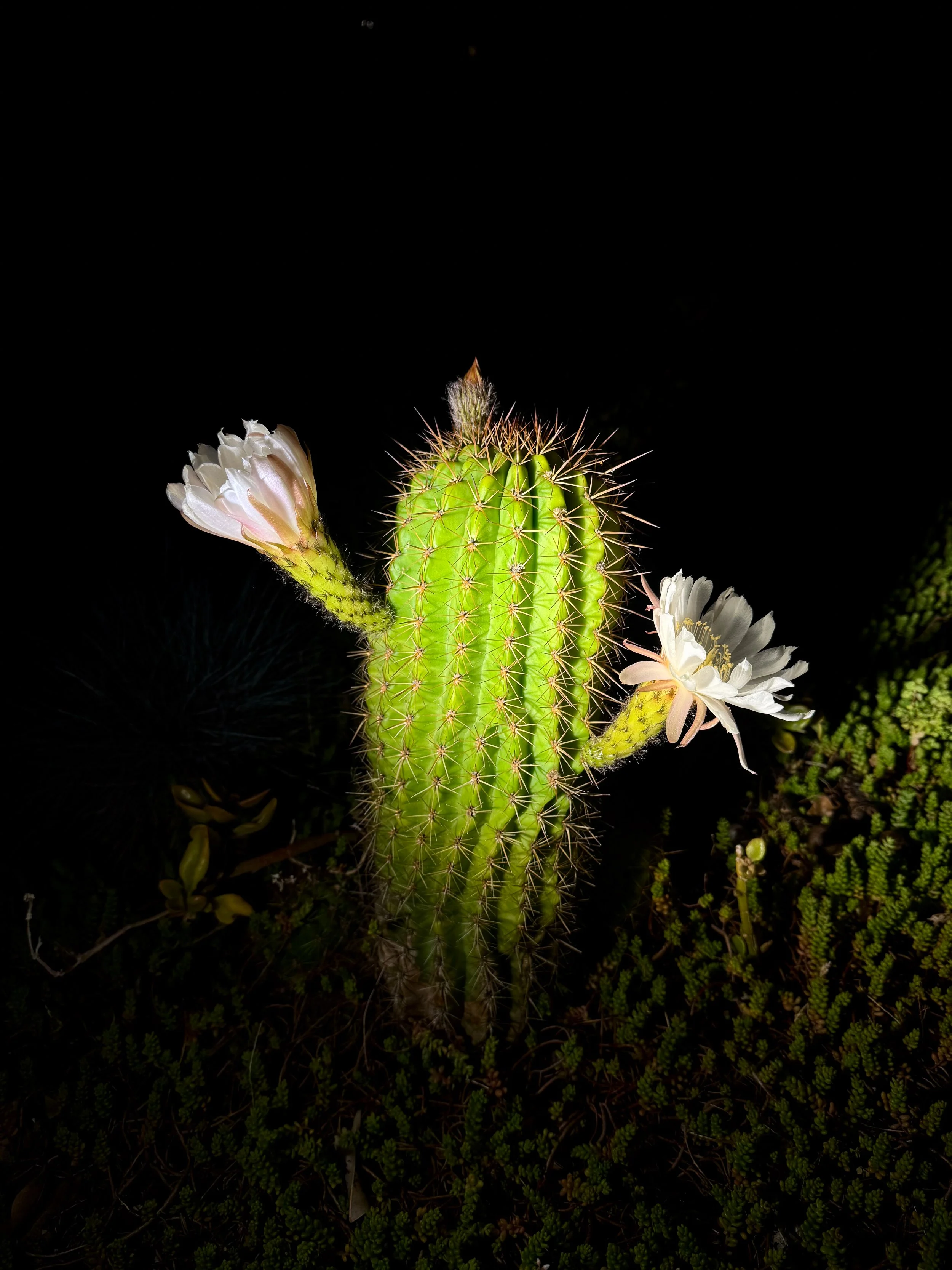 Spiny green cactus with several white flowers photographed at night.