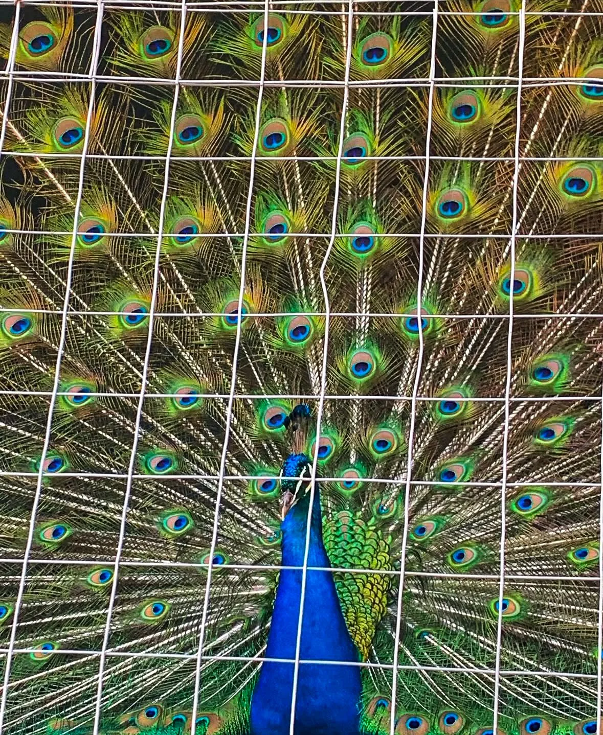 Male peacock displaying colorful tail feathers behind a wire fence