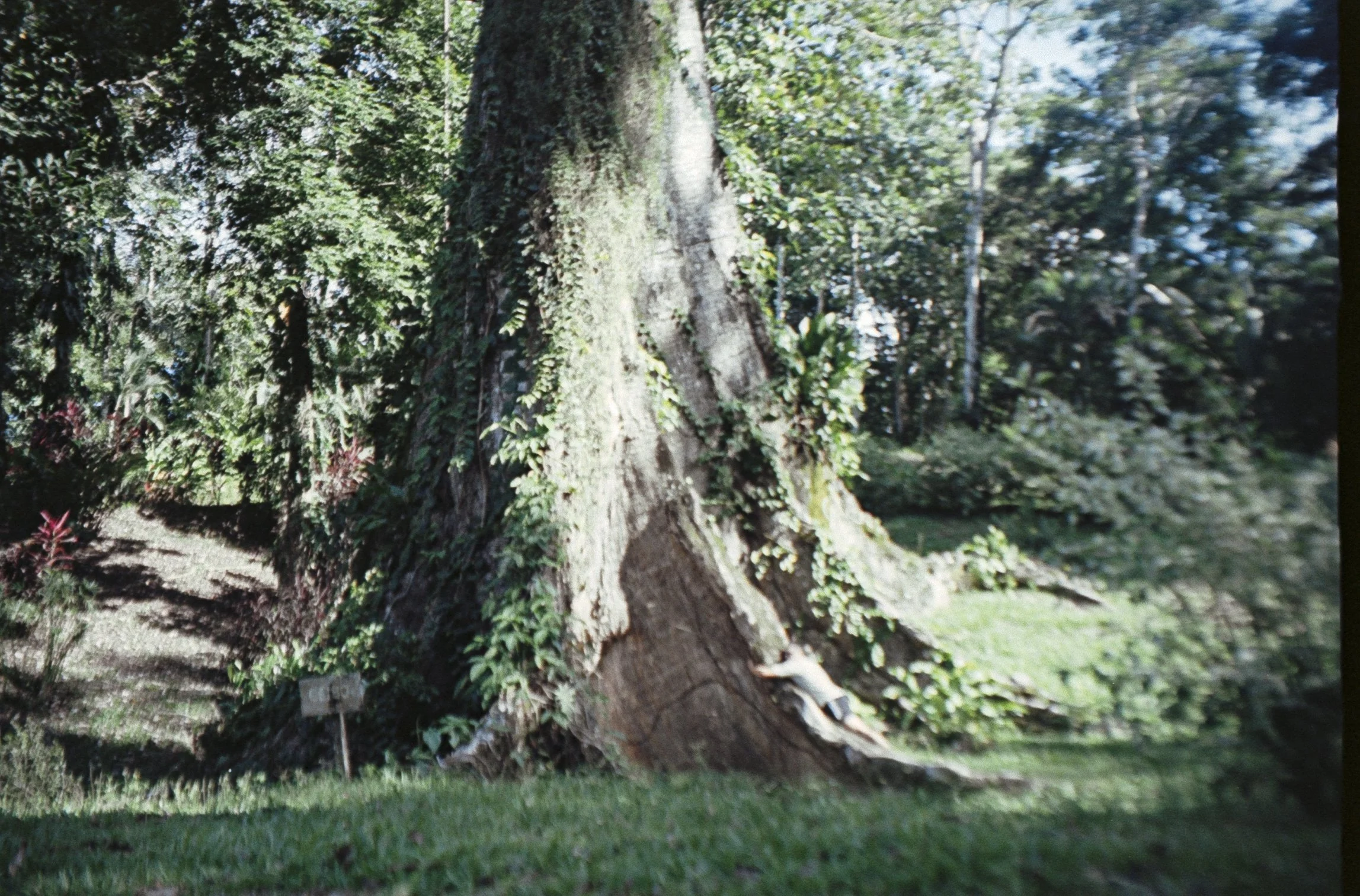 ektar100 13.jpg