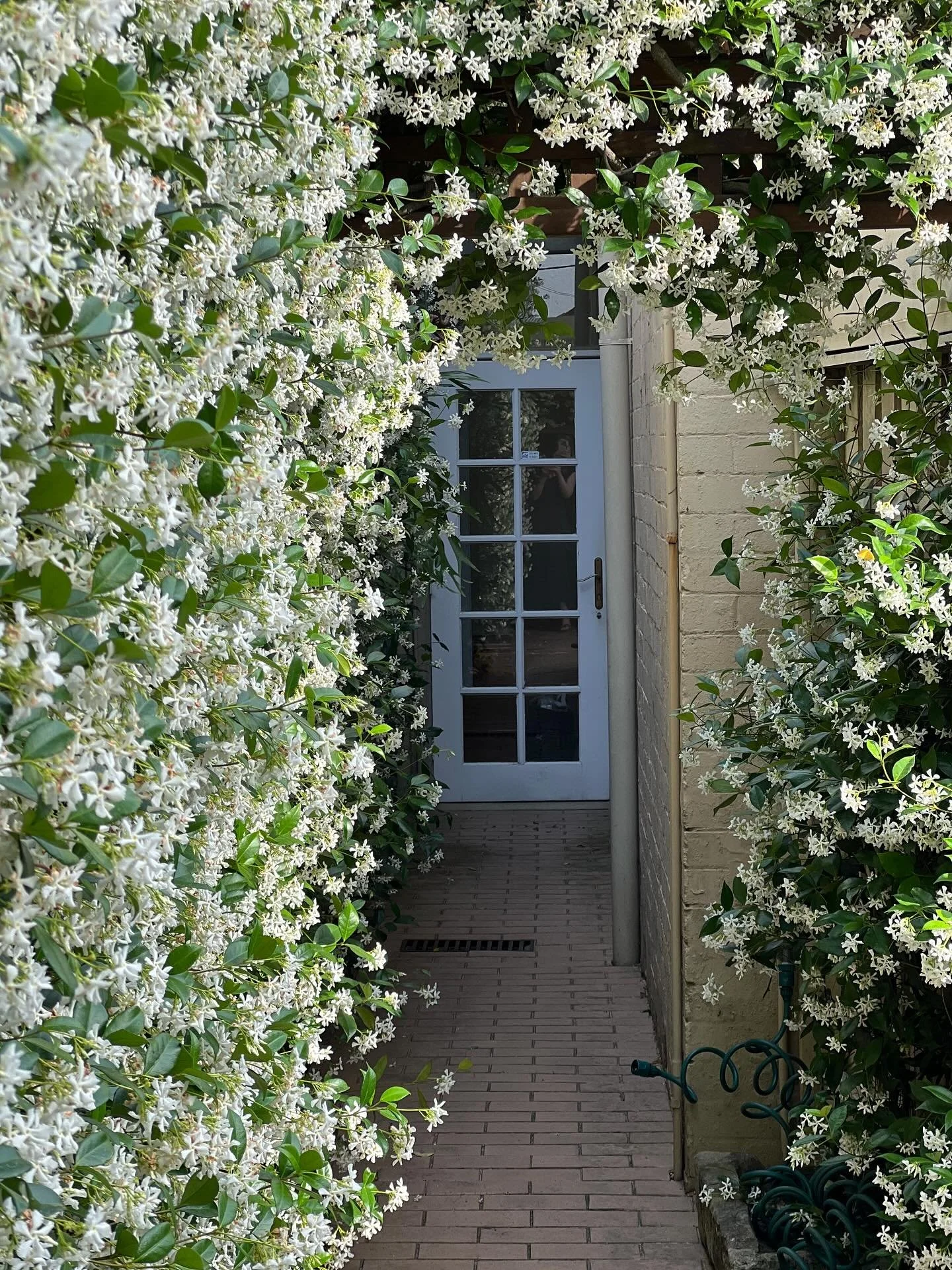 Our grand wall of Jasmine is in full bloom, enjoy its intoxicating and uplifting fragrance as you enter the world of Canvas. 
#spring #flowers #rozelle #balmain #canvas #skin #beauty #retreat