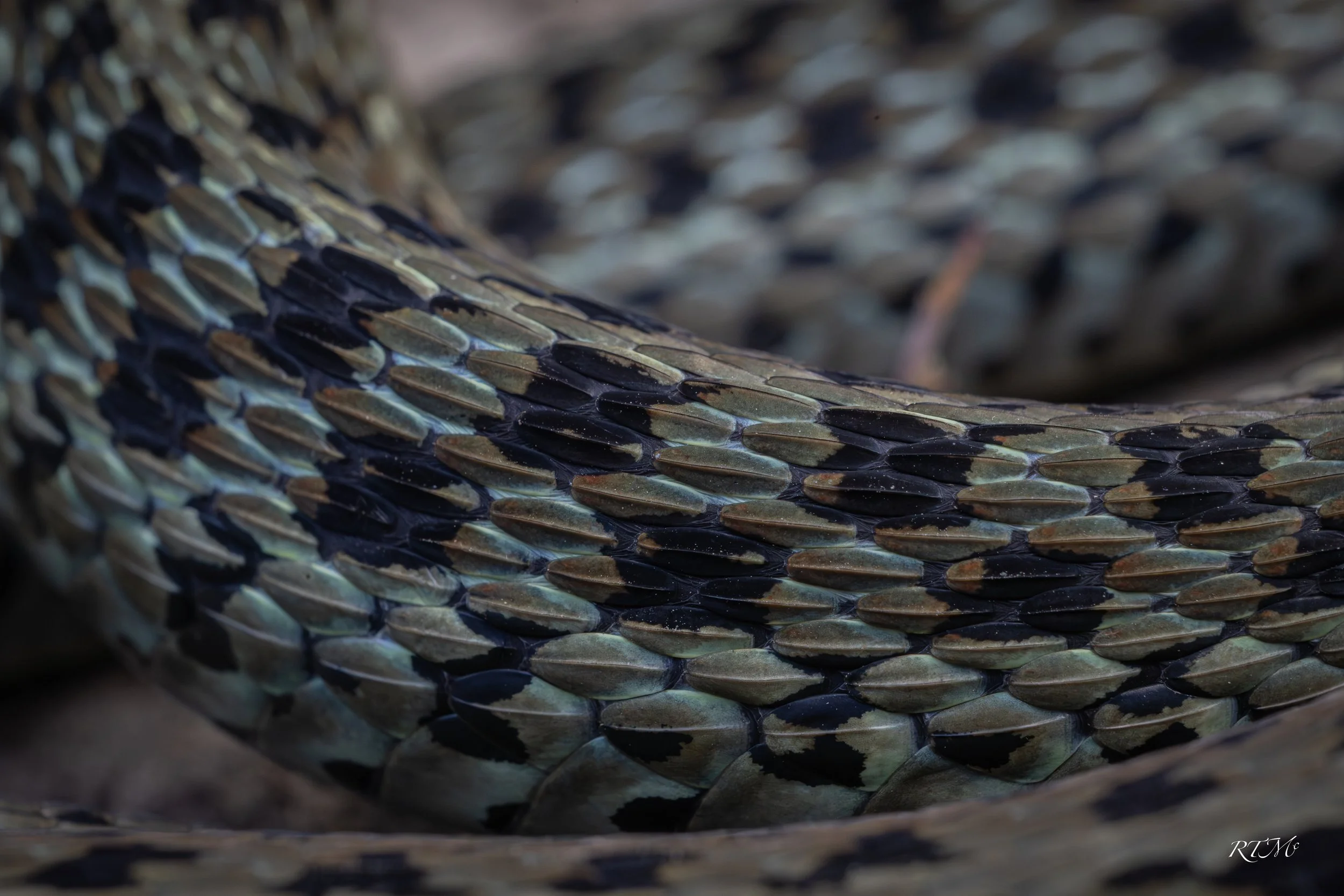 Eastern Garter Snake