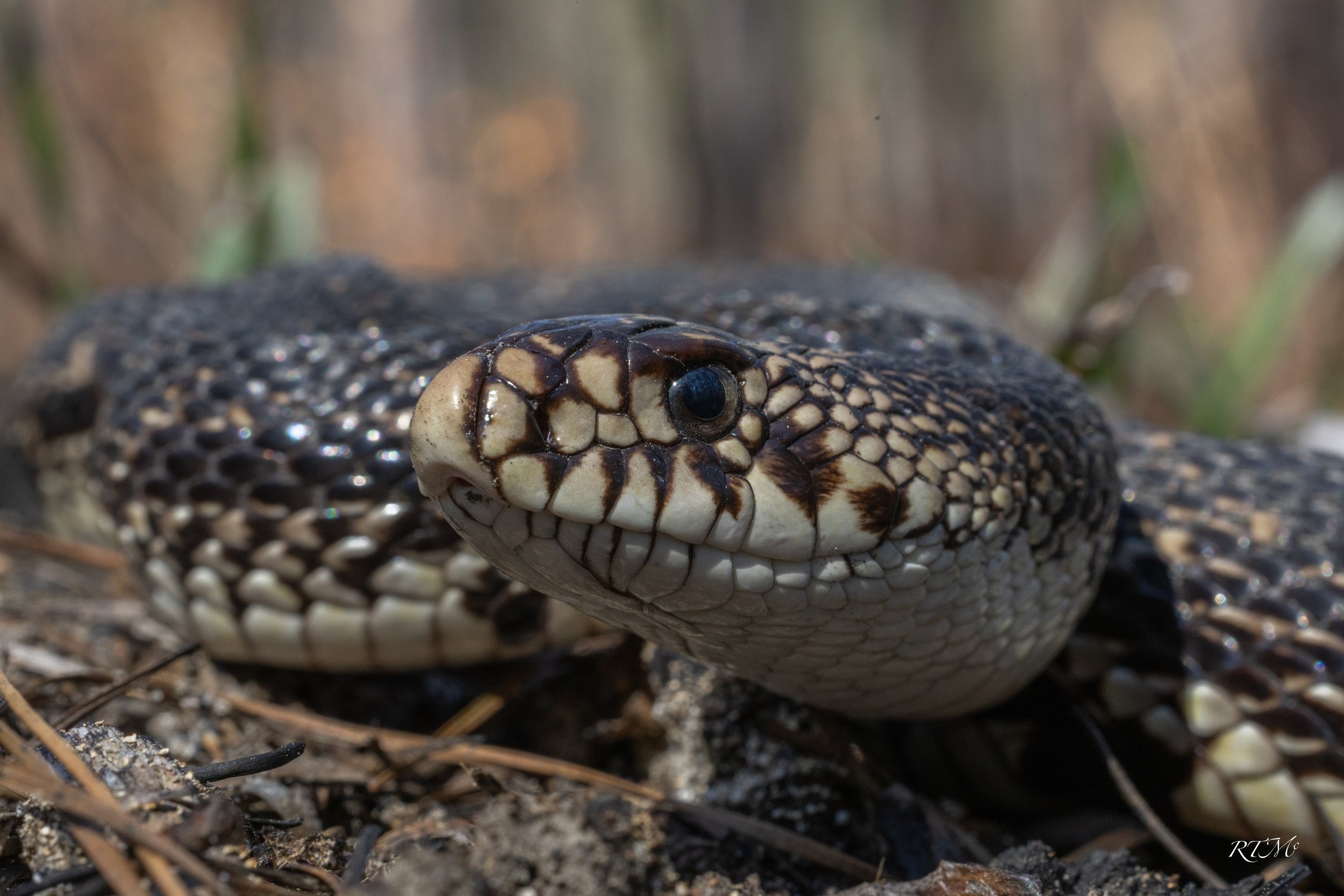 Northern Pine Snake