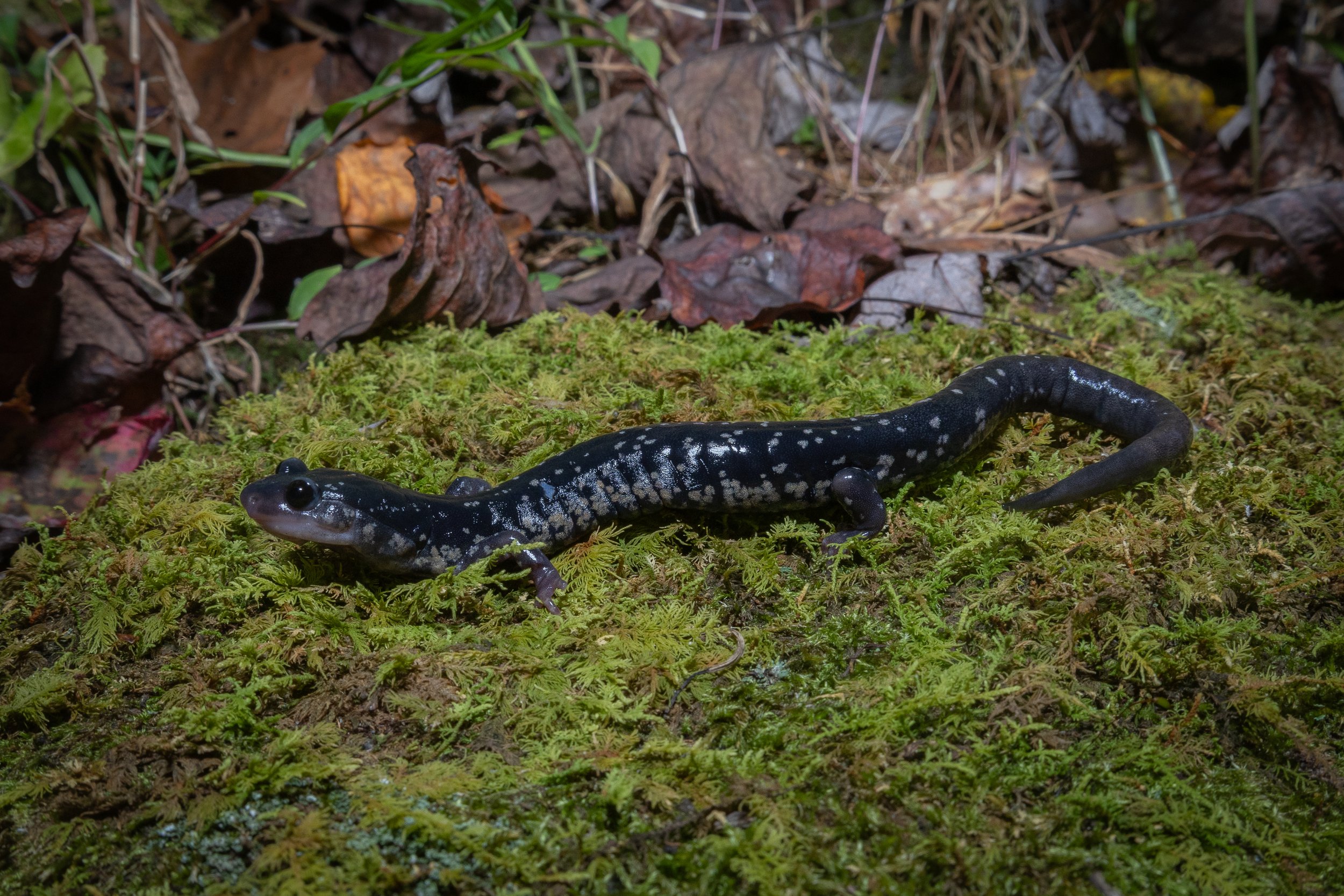 White-spotted Slimy Salamander