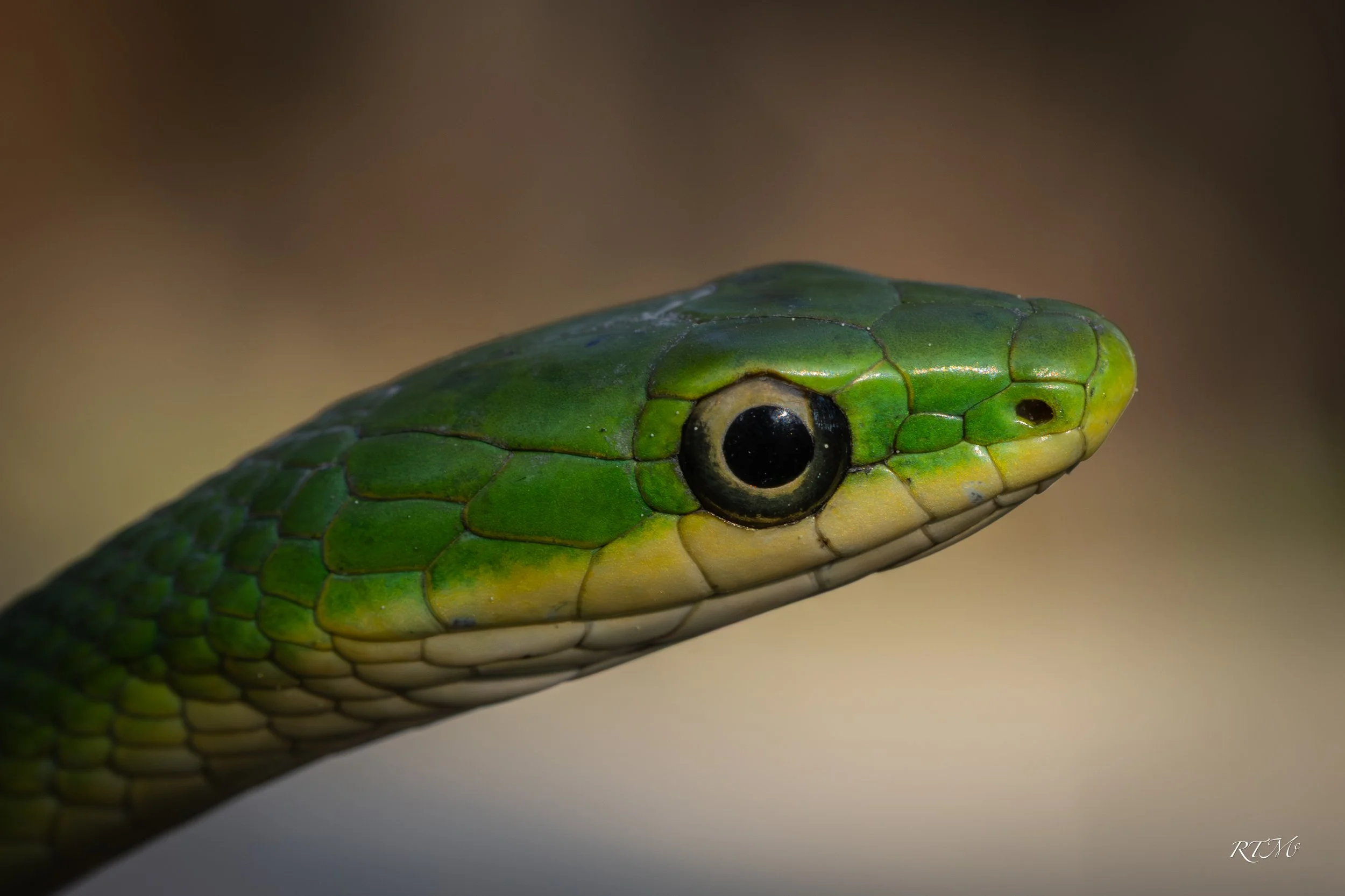 Rough Green Snake