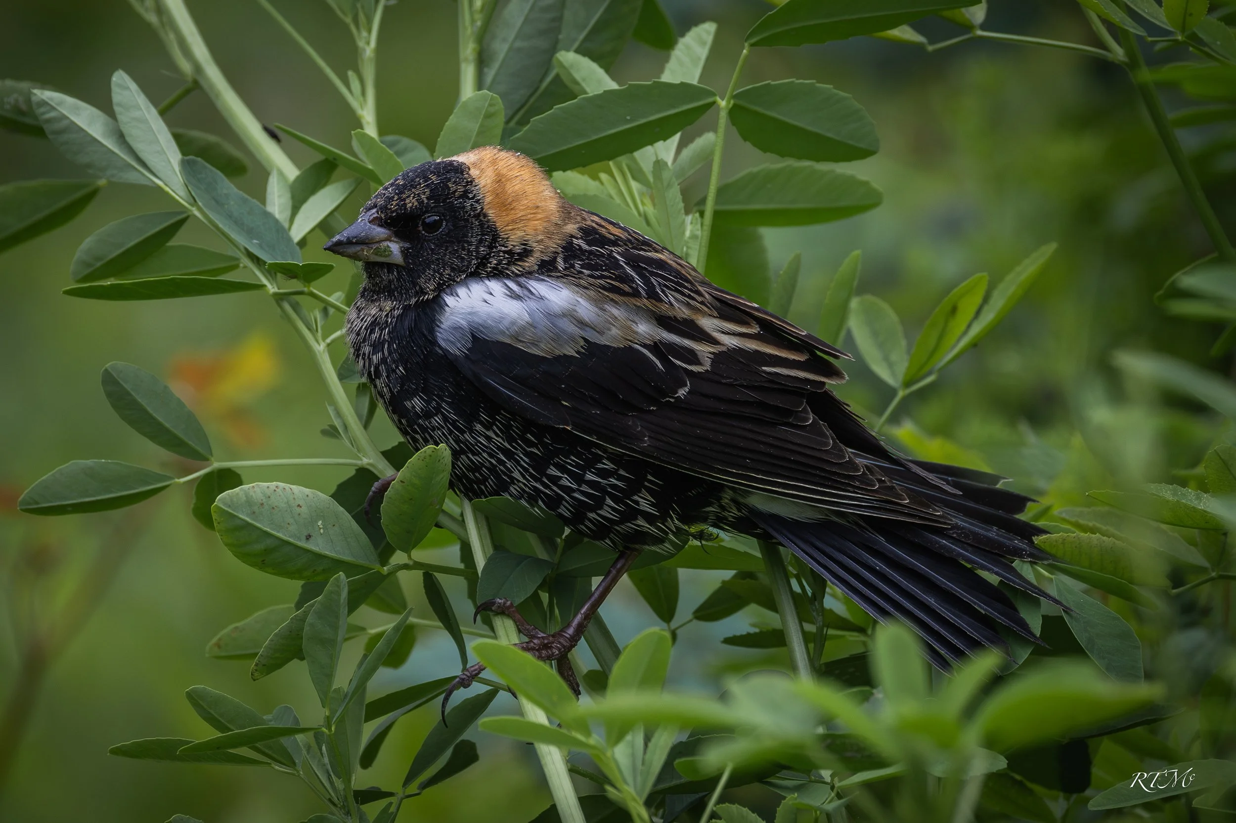 Bobolink