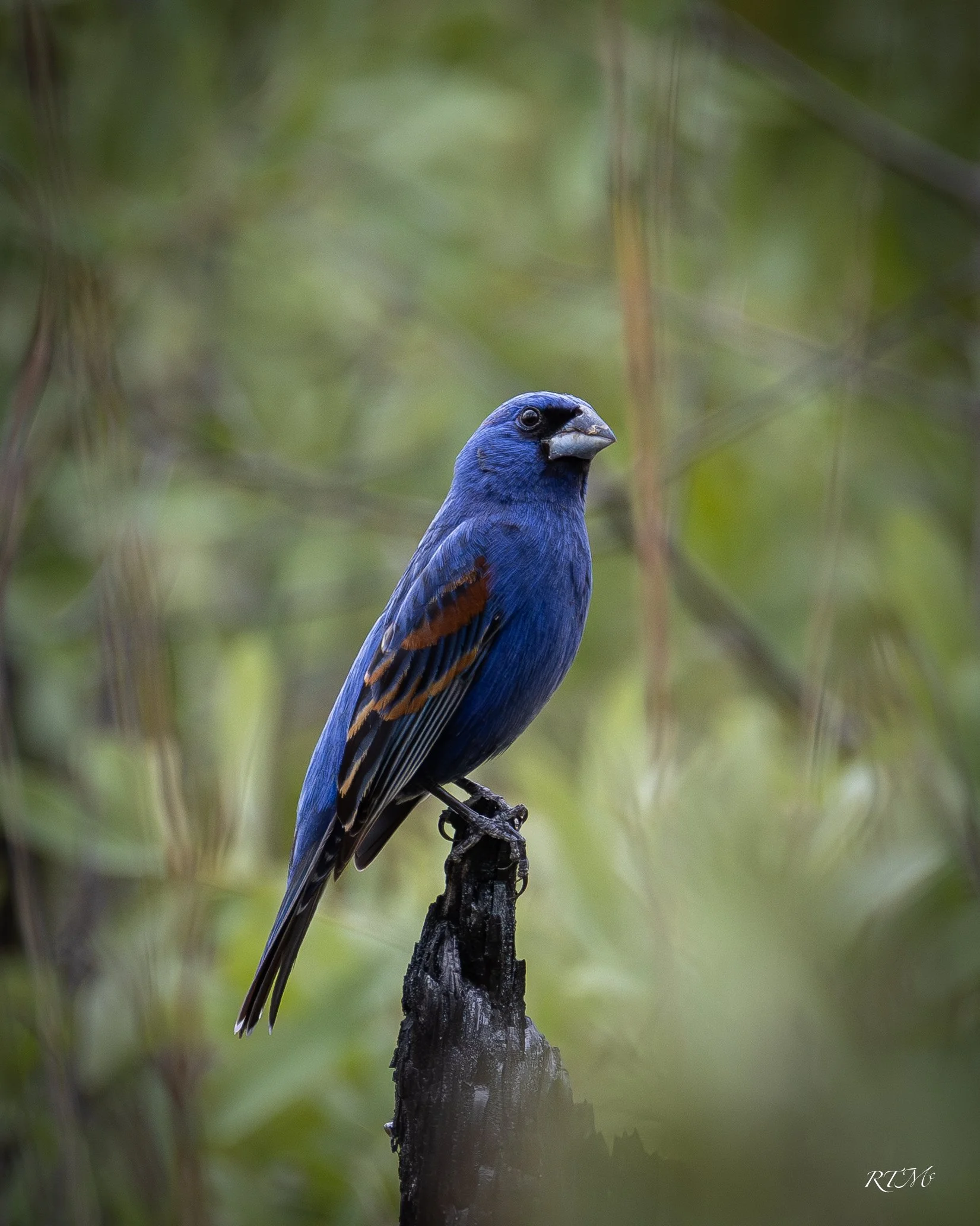 Blue Grosbeak