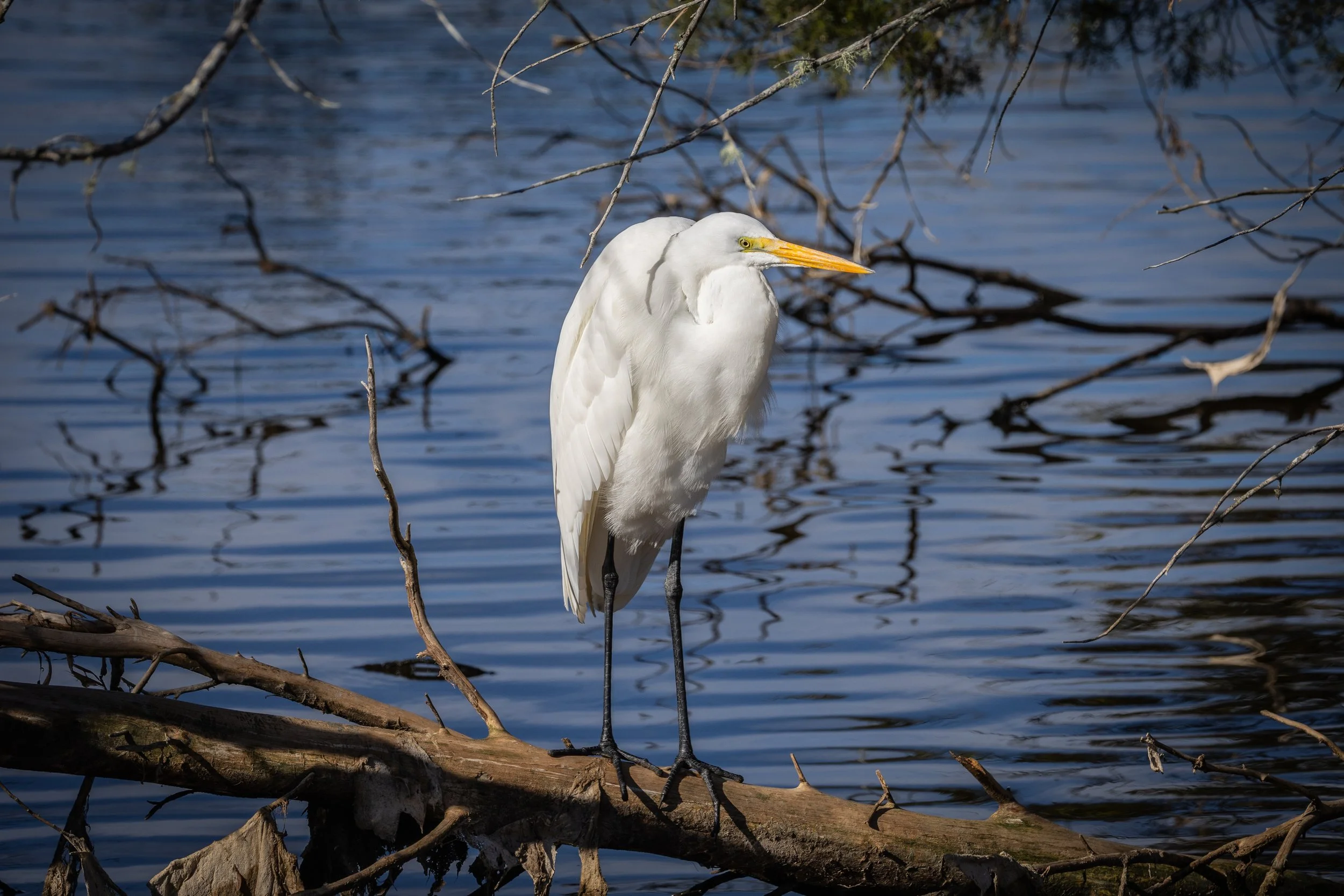 Great Egret