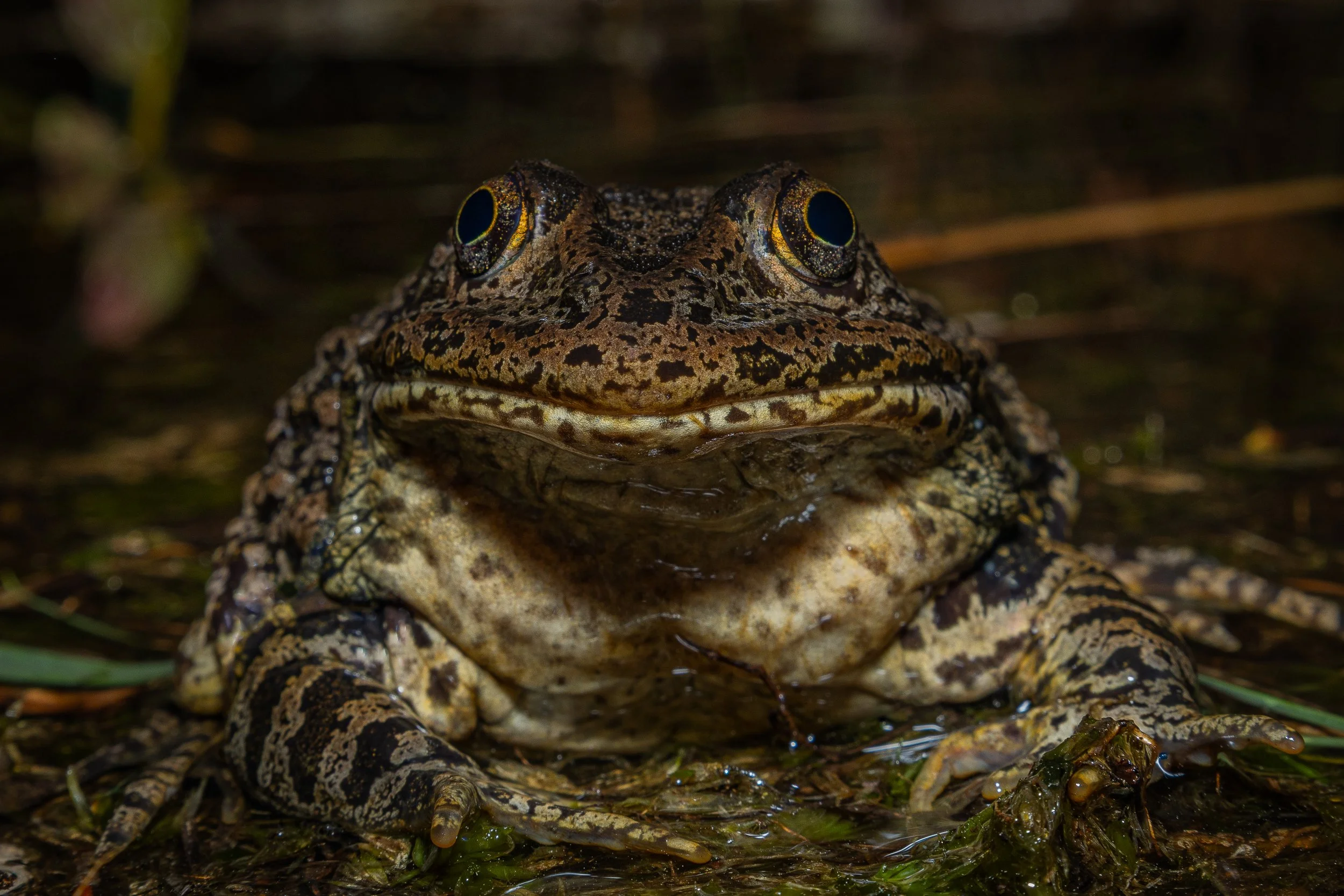 Carolina Gopher Frog