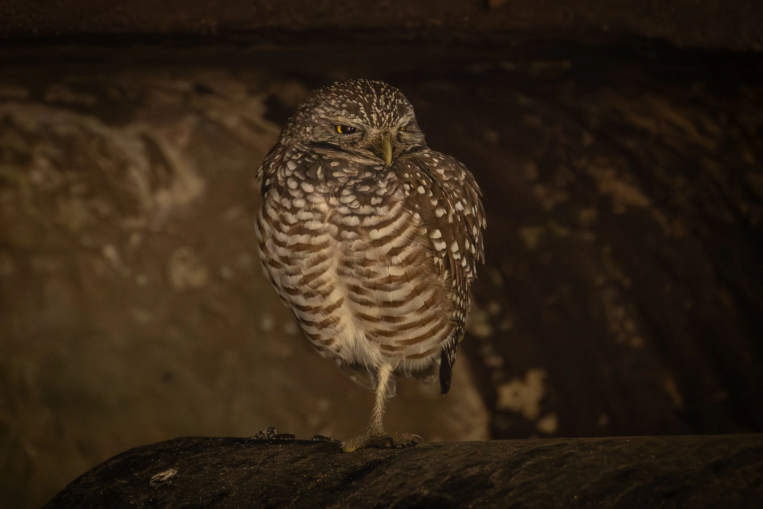 Fort Sumter Burrowing Owl