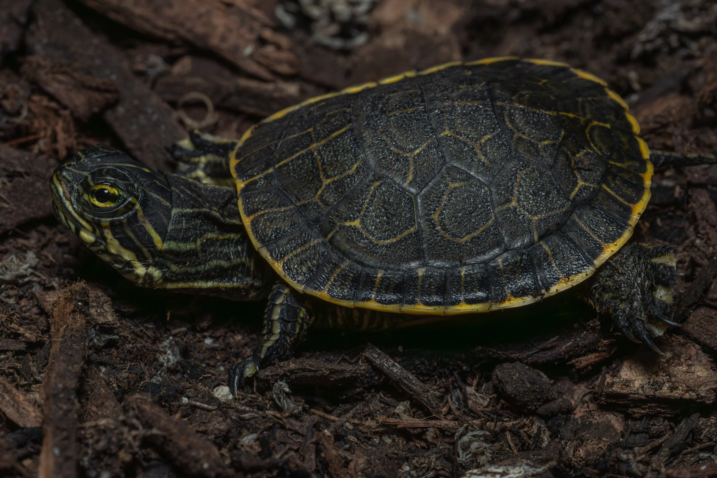 Chicken Turtle