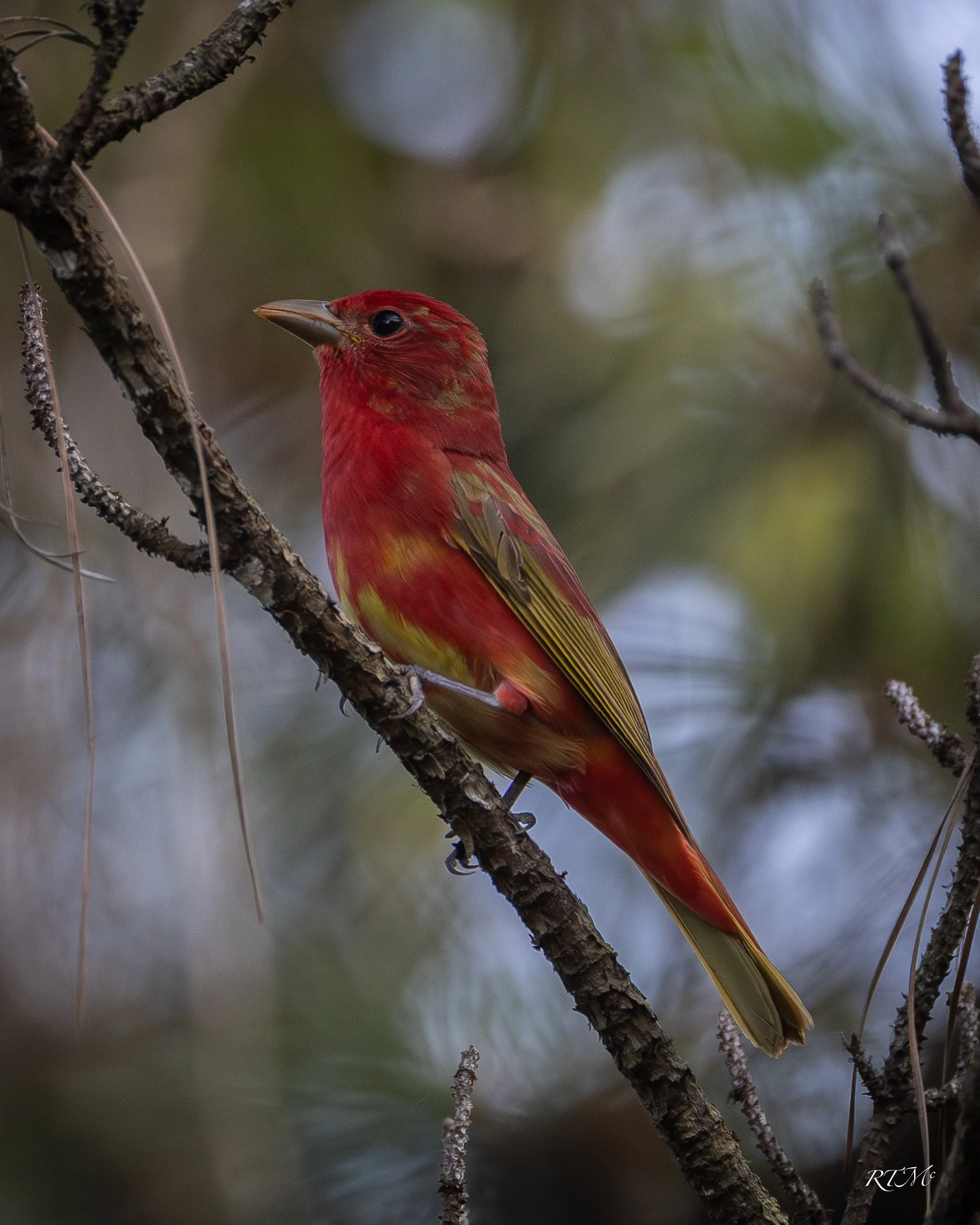 Summer Tanager