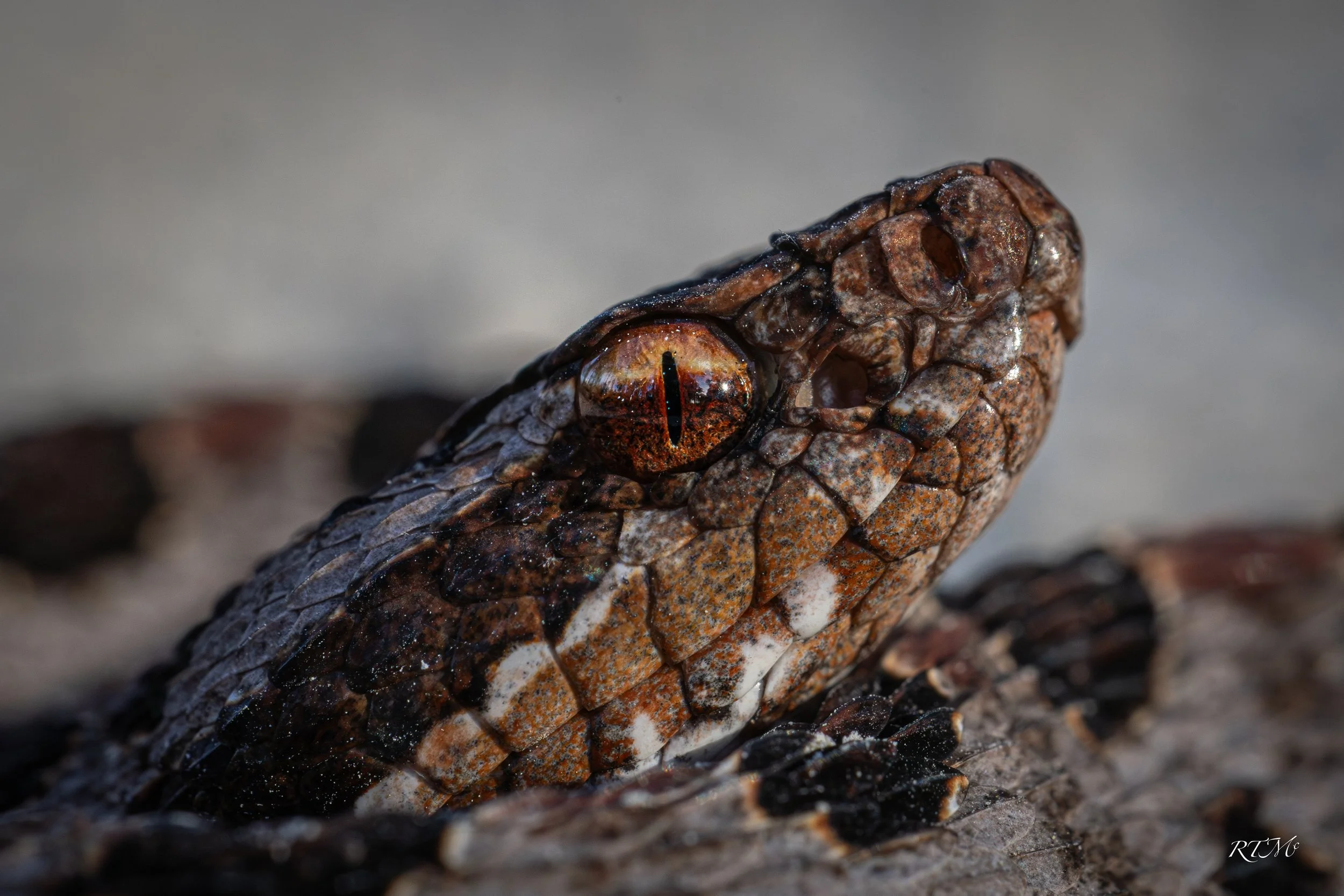Carolina Pygmy Rattlesnake