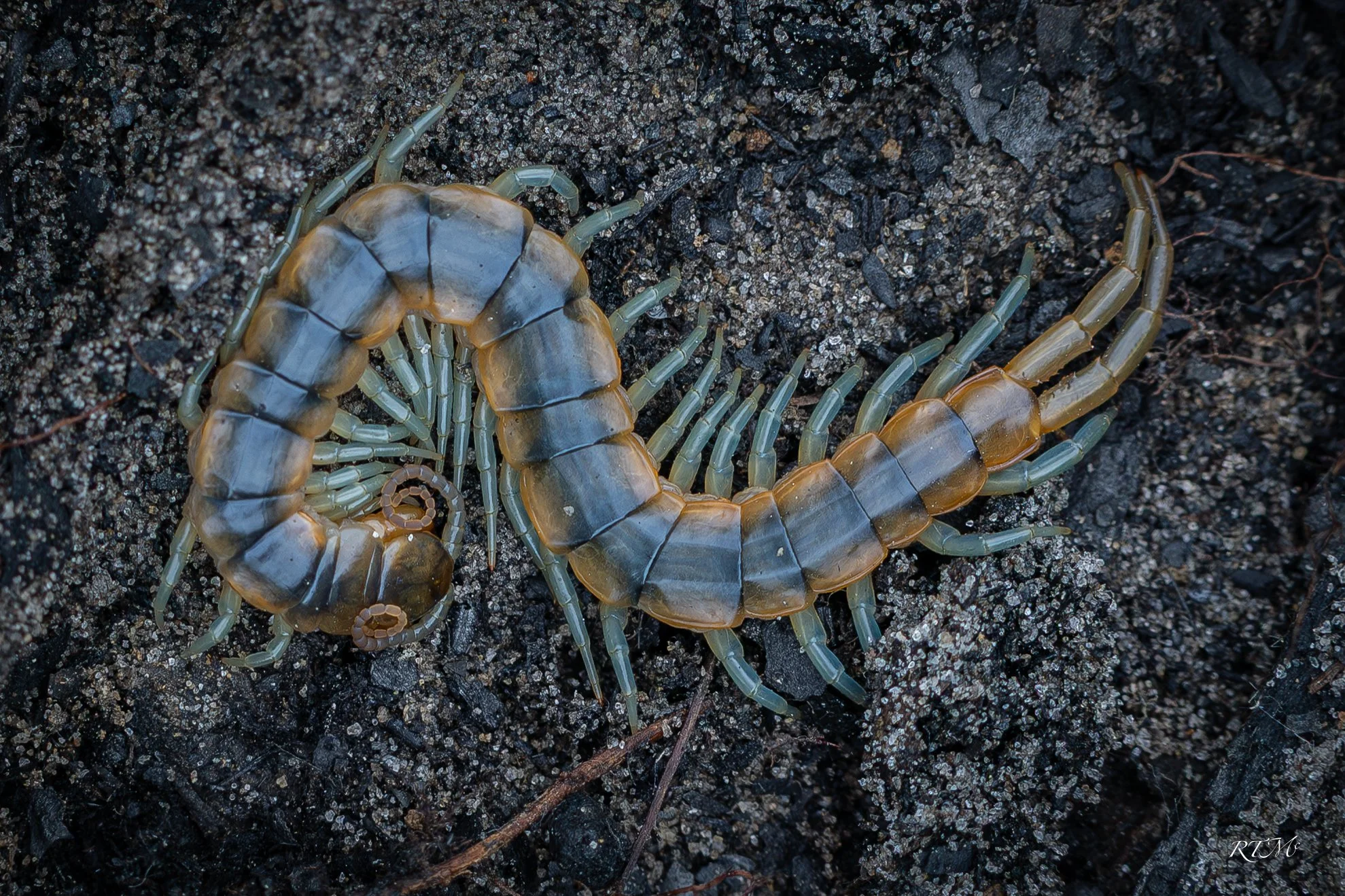 Centipede
