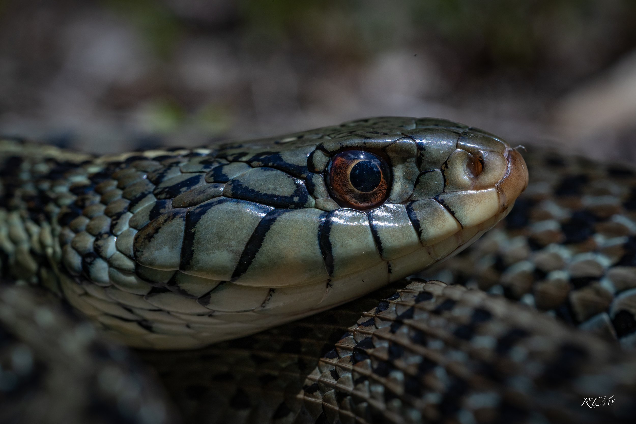 Eastern Garter Snake
