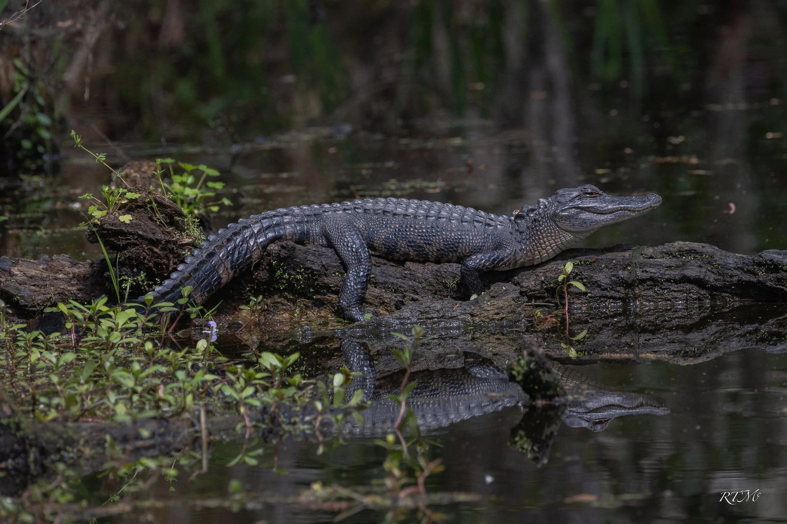 American Alligator