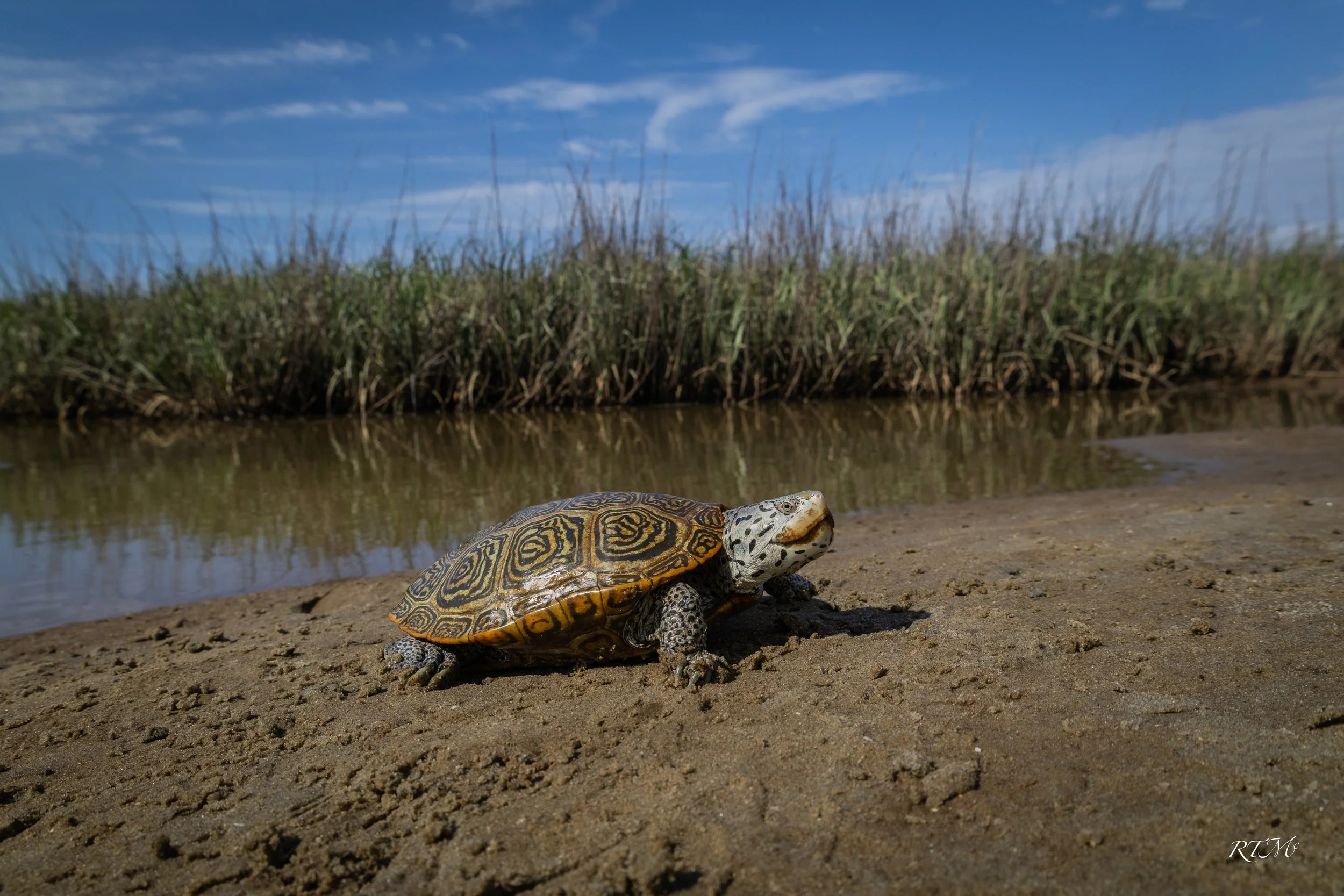 Diamondback Terrapin