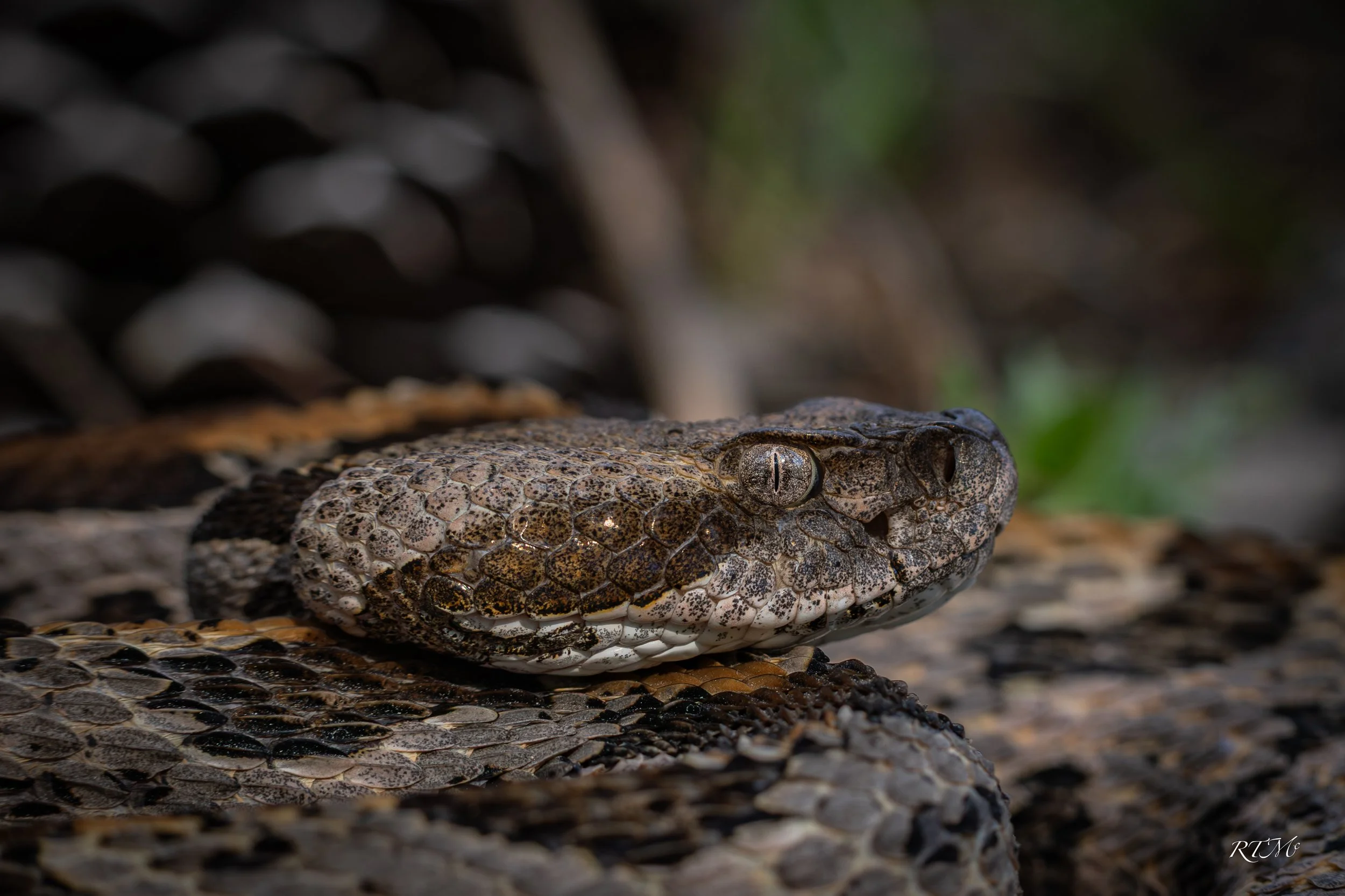 Canebrake Rattlensake