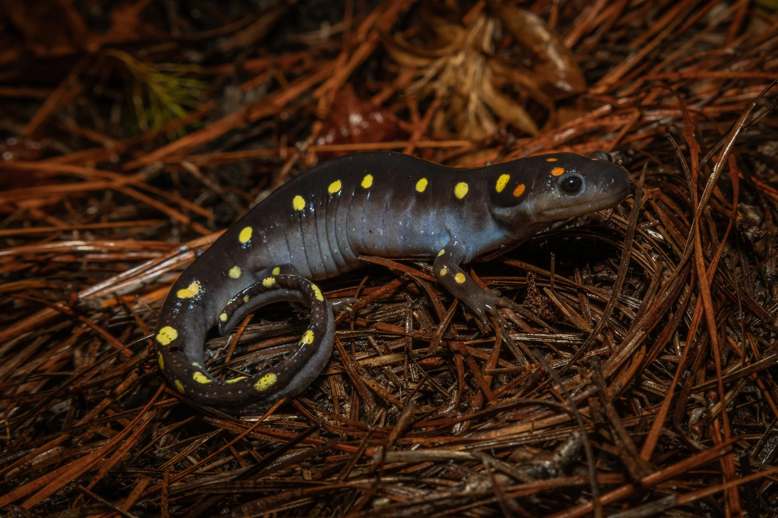 Spotted Salamander